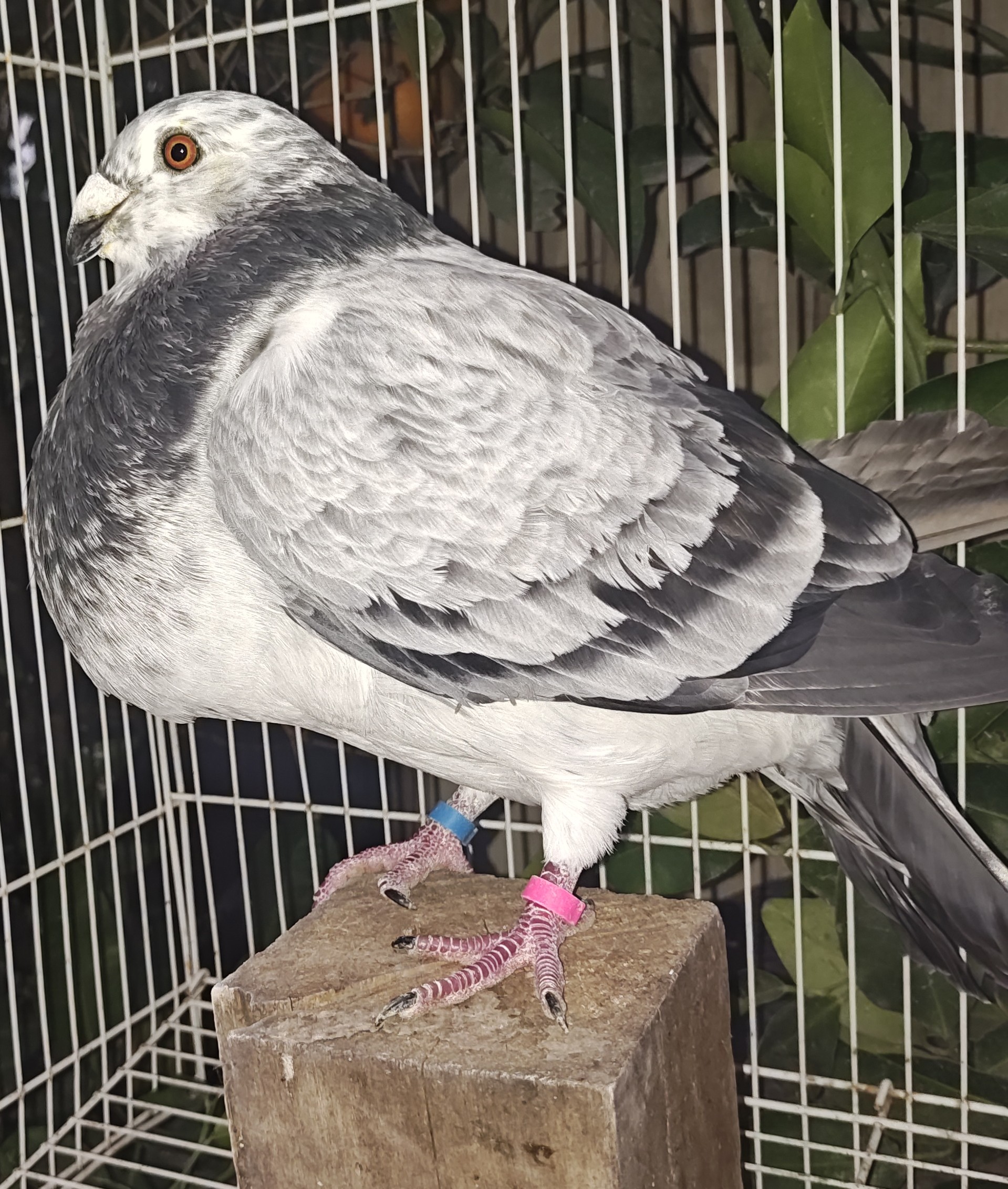 Jienense Spanish Pouter 