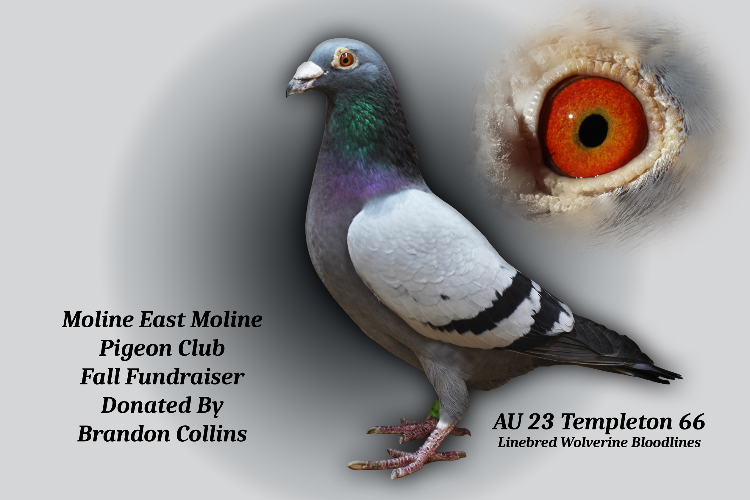 AU 23 Templeton 66 Cock