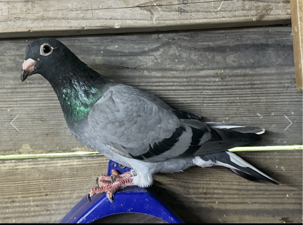 Preview Image 2