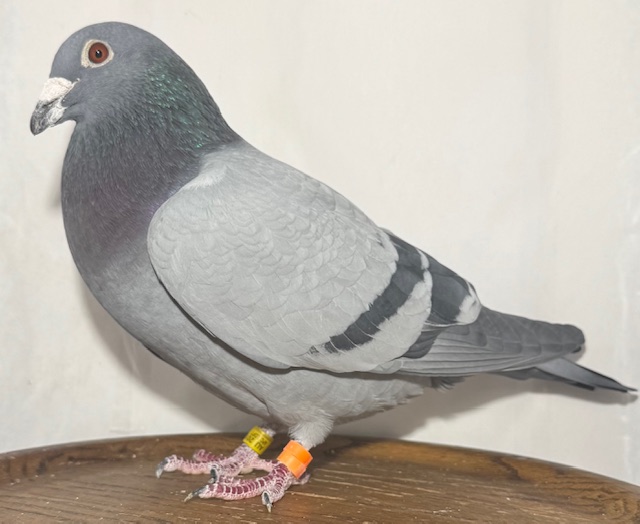 AU-2019-APC-19357 BB COCK