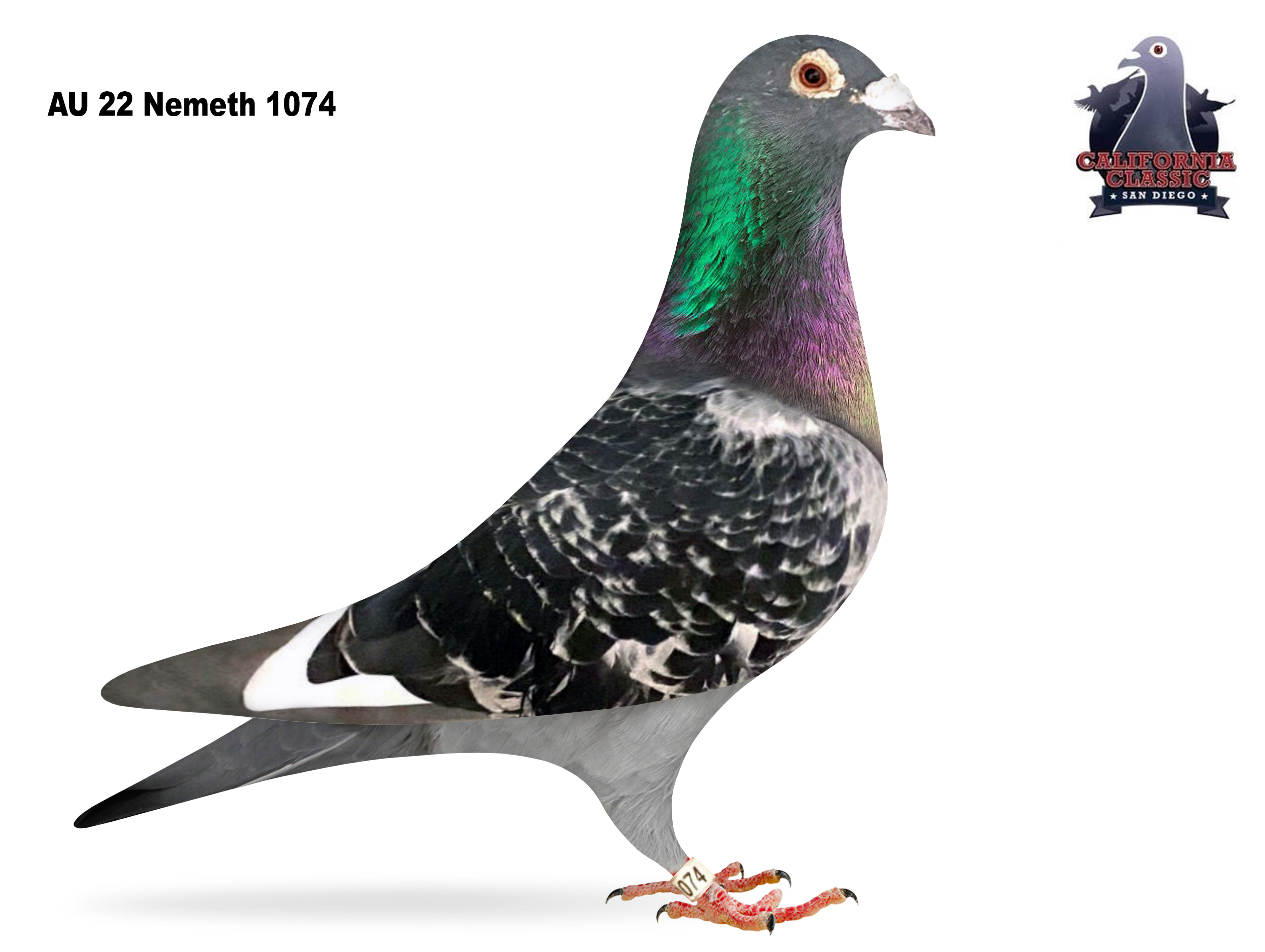 Lot 55. 2022 Nemeth 1074 Cock