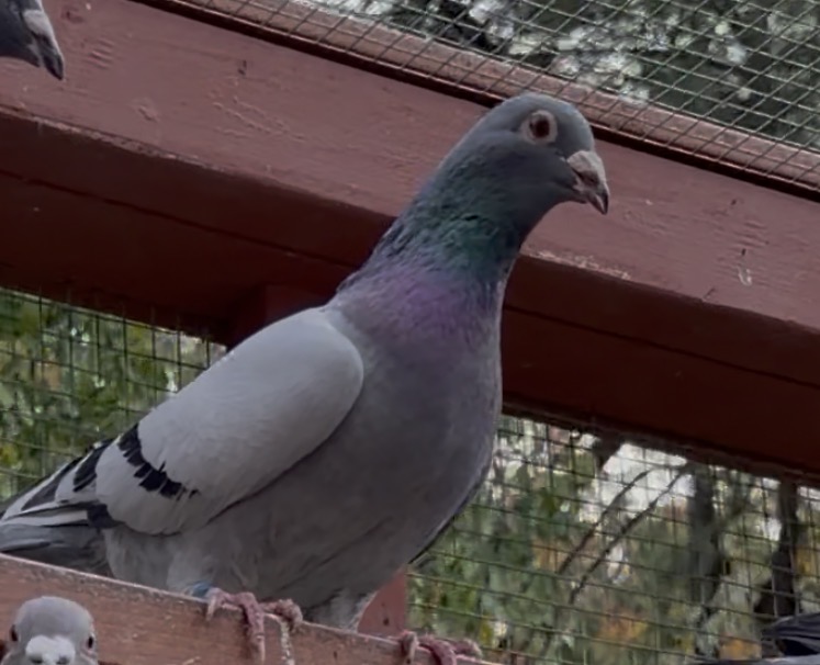 2025 cock inbred Porsche and Thomas 6