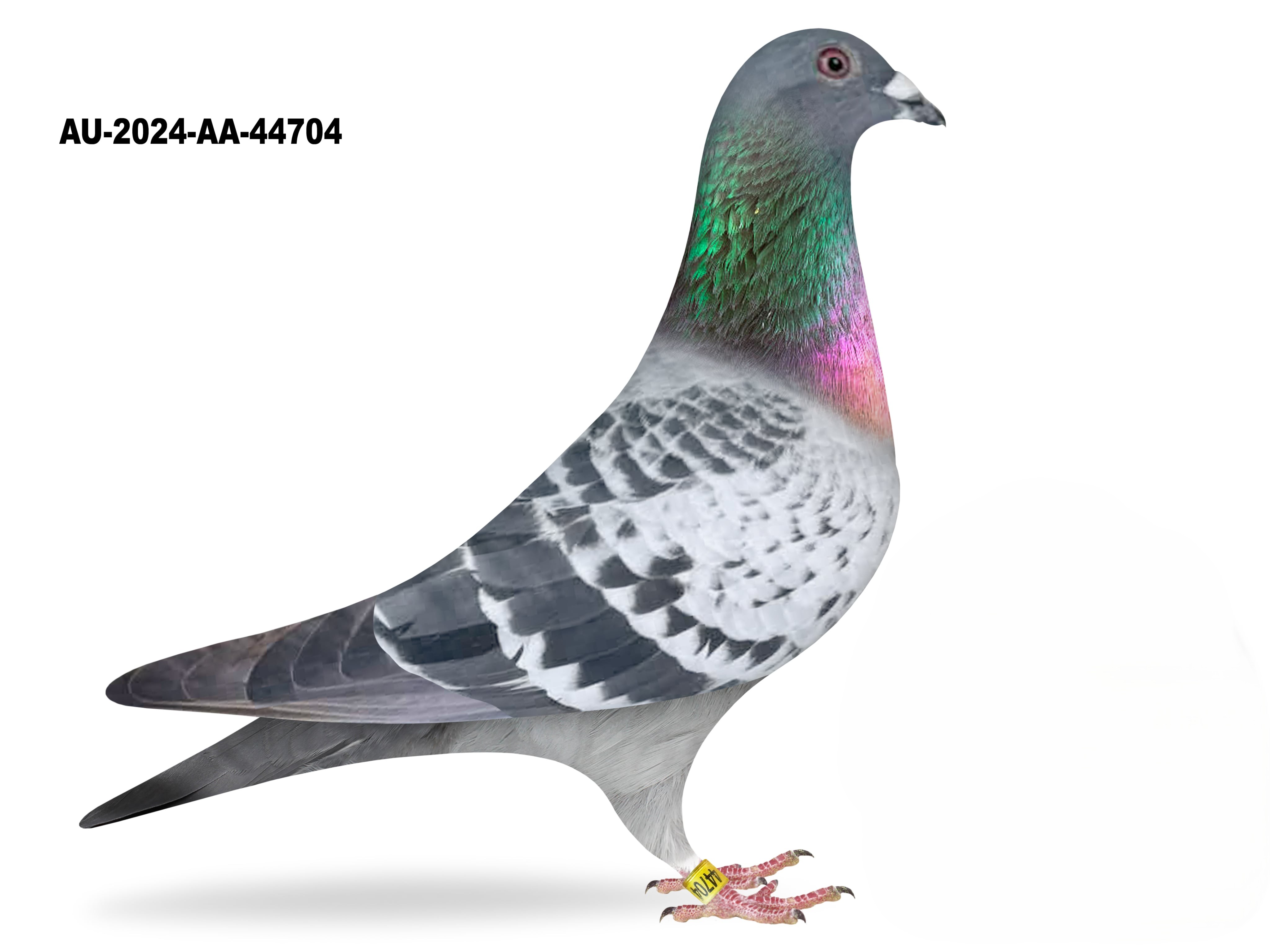 Donated by Louis Gurino - Hollywood Lou Lofts