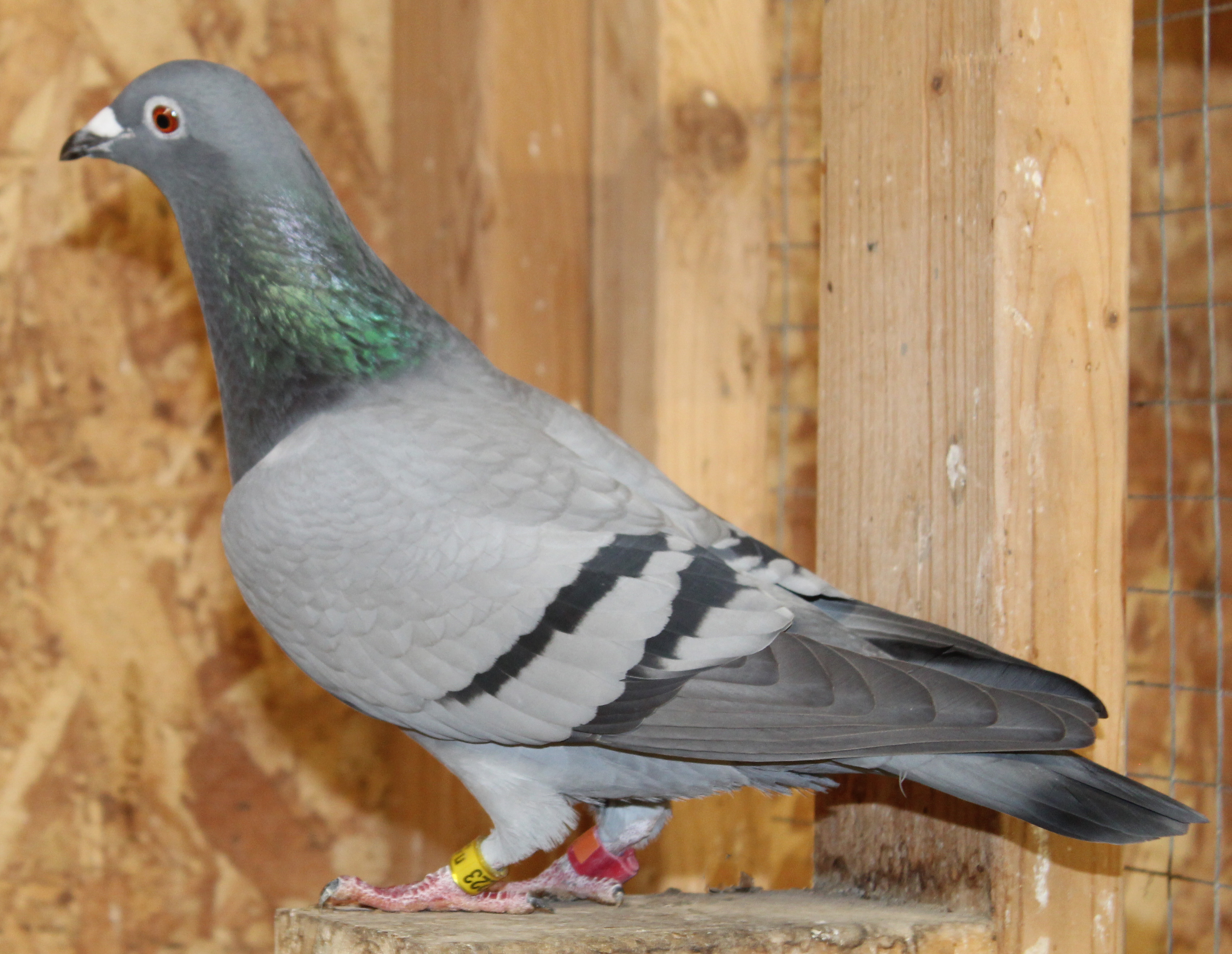 FULL SISTER TO COMBINE WINNER!!!