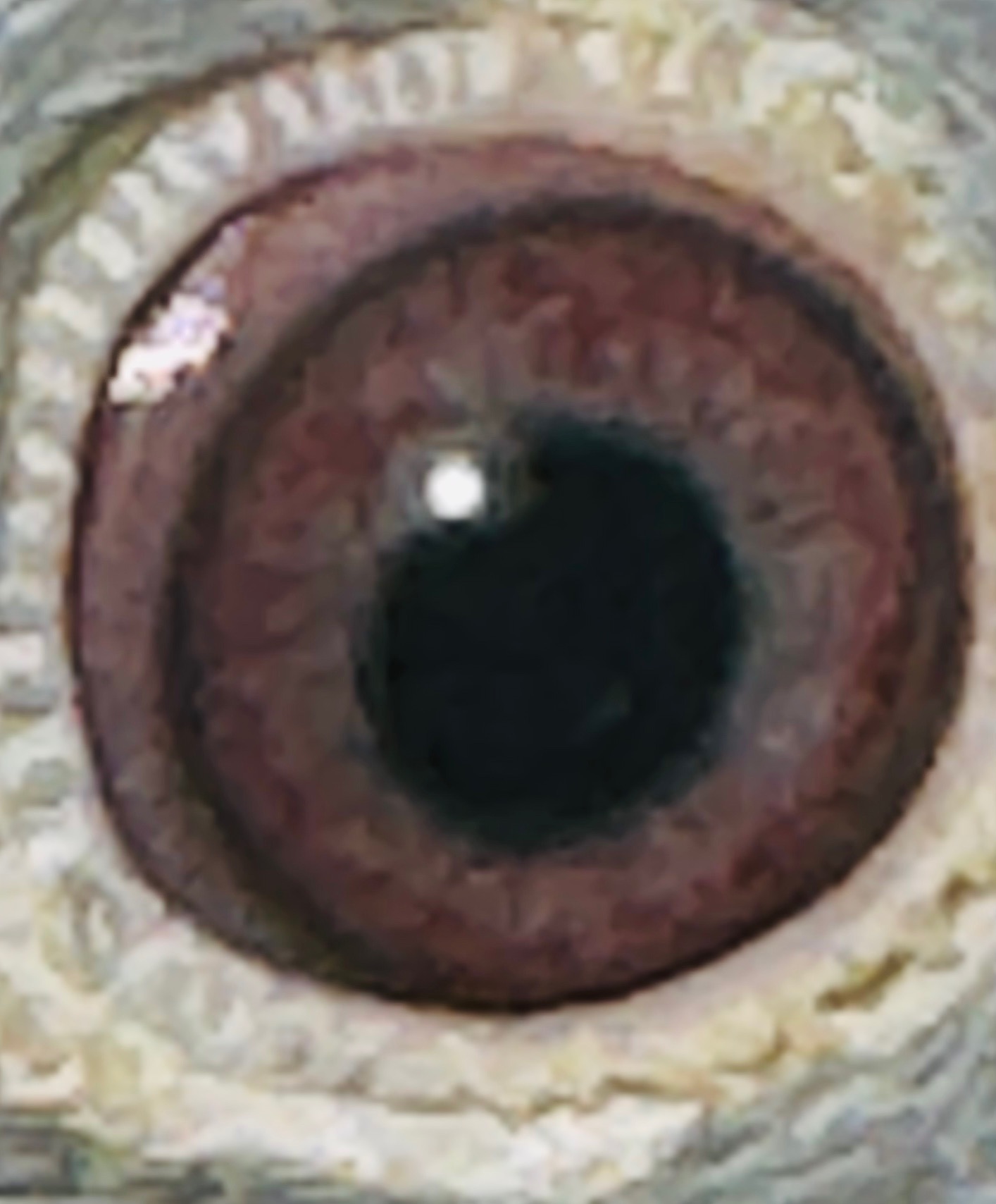 AU 2025 PRO 580 SILVER