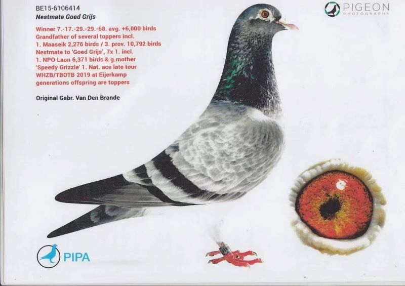 Line bred Goed Grijs