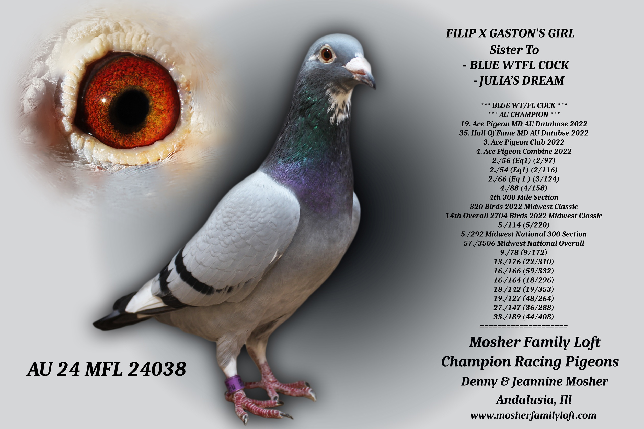 AU 24 MFL 24038 Hen