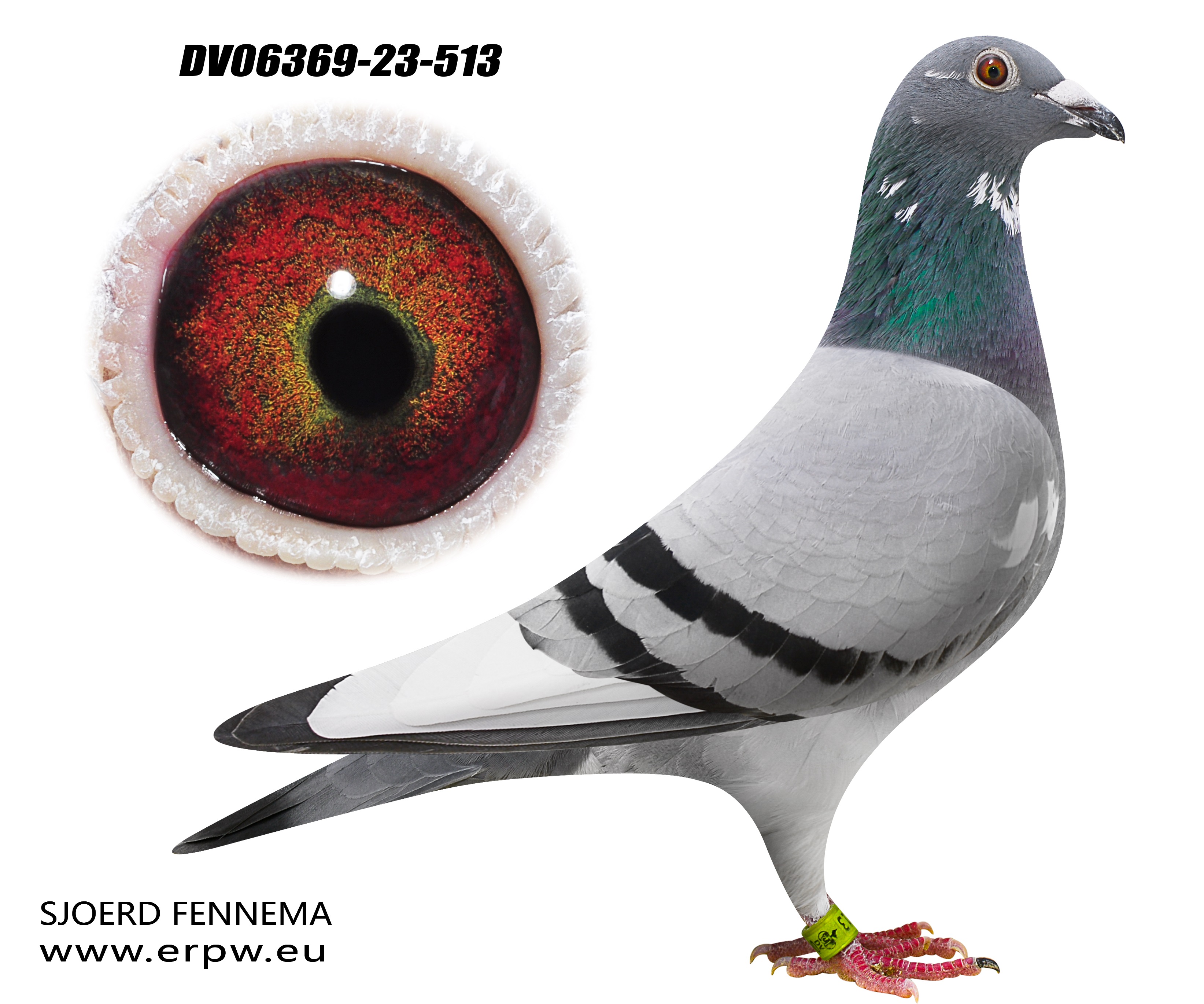 Preview Image 6