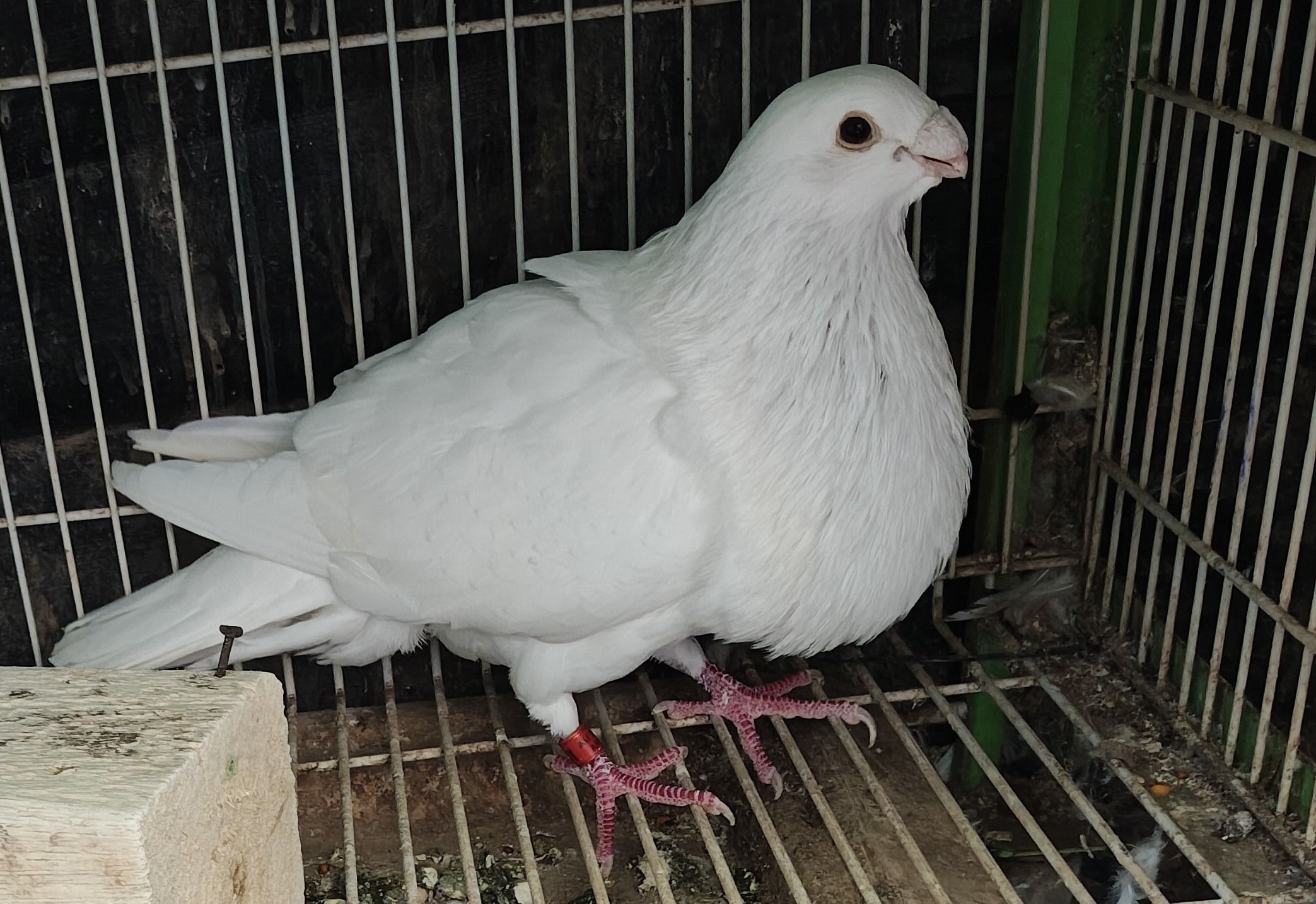 Granadino Pouter 