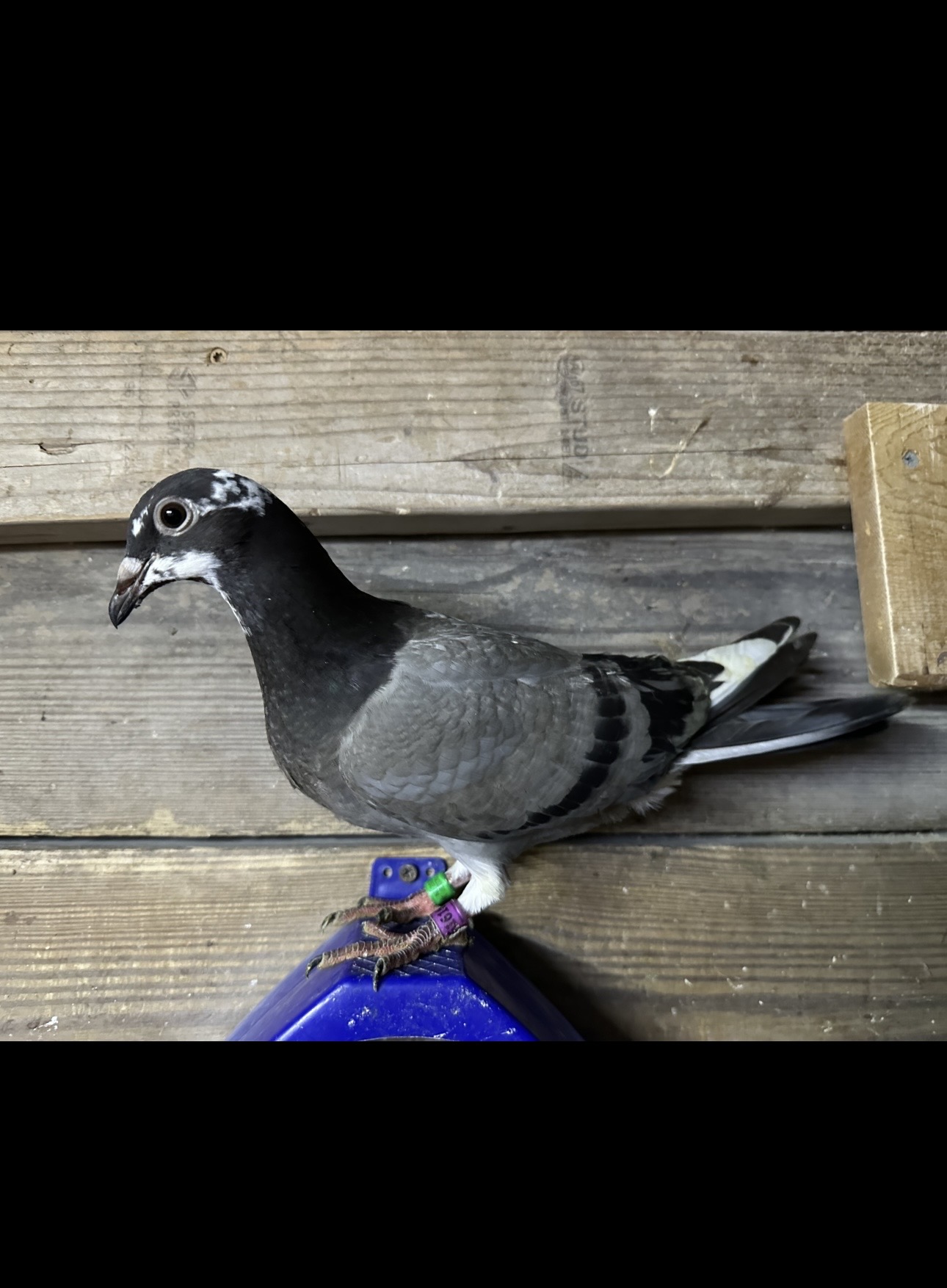 Preview Image 2