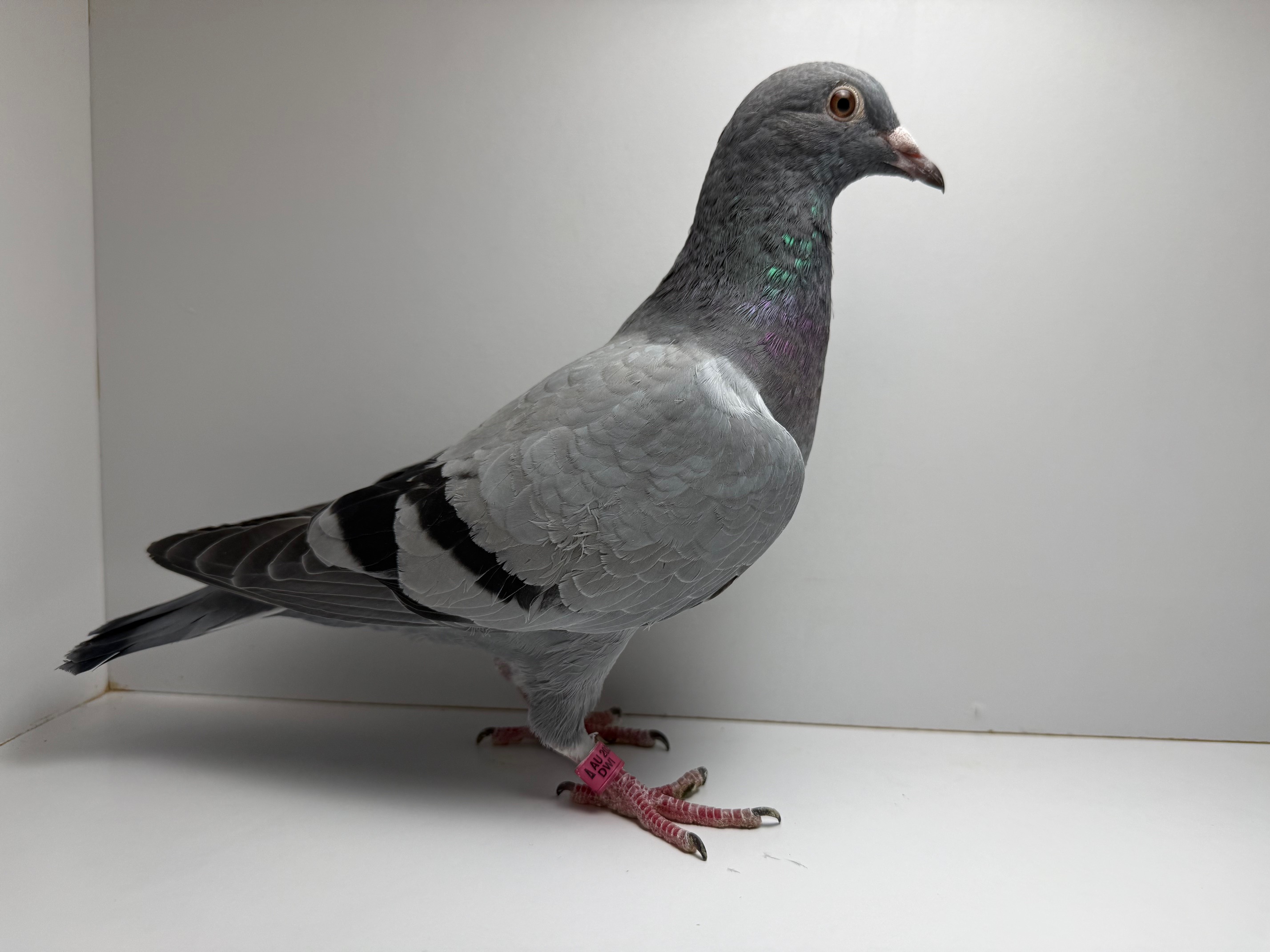 Bird out of generations of OLR money winners