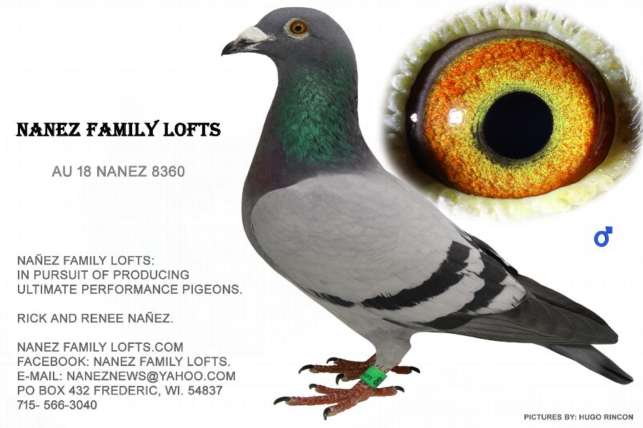 『The Pigeon』 iPigeon.com - Racing Pigeon Auction