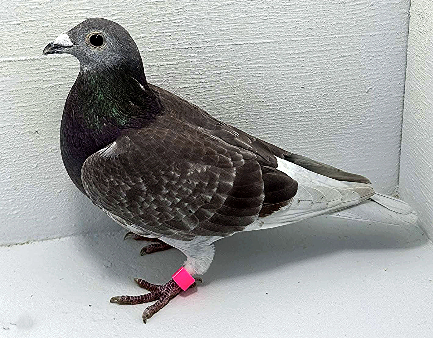 AU 41447 AA 2025 Pure Paul Sion Cock