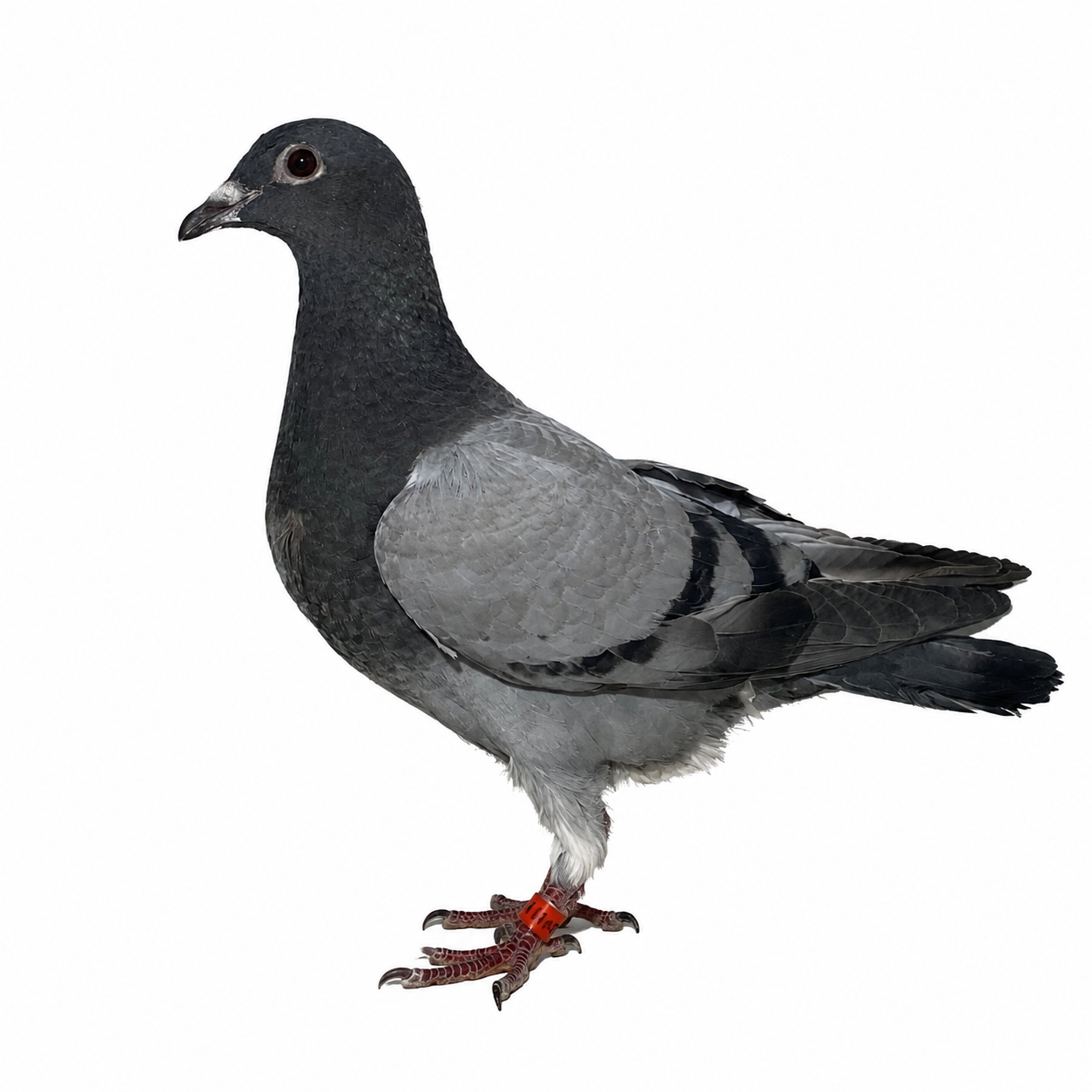 Van Reet 374