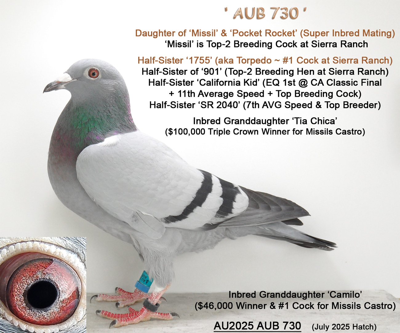 AU2025 AUB 730 Blue Bar Hen - Daughter 