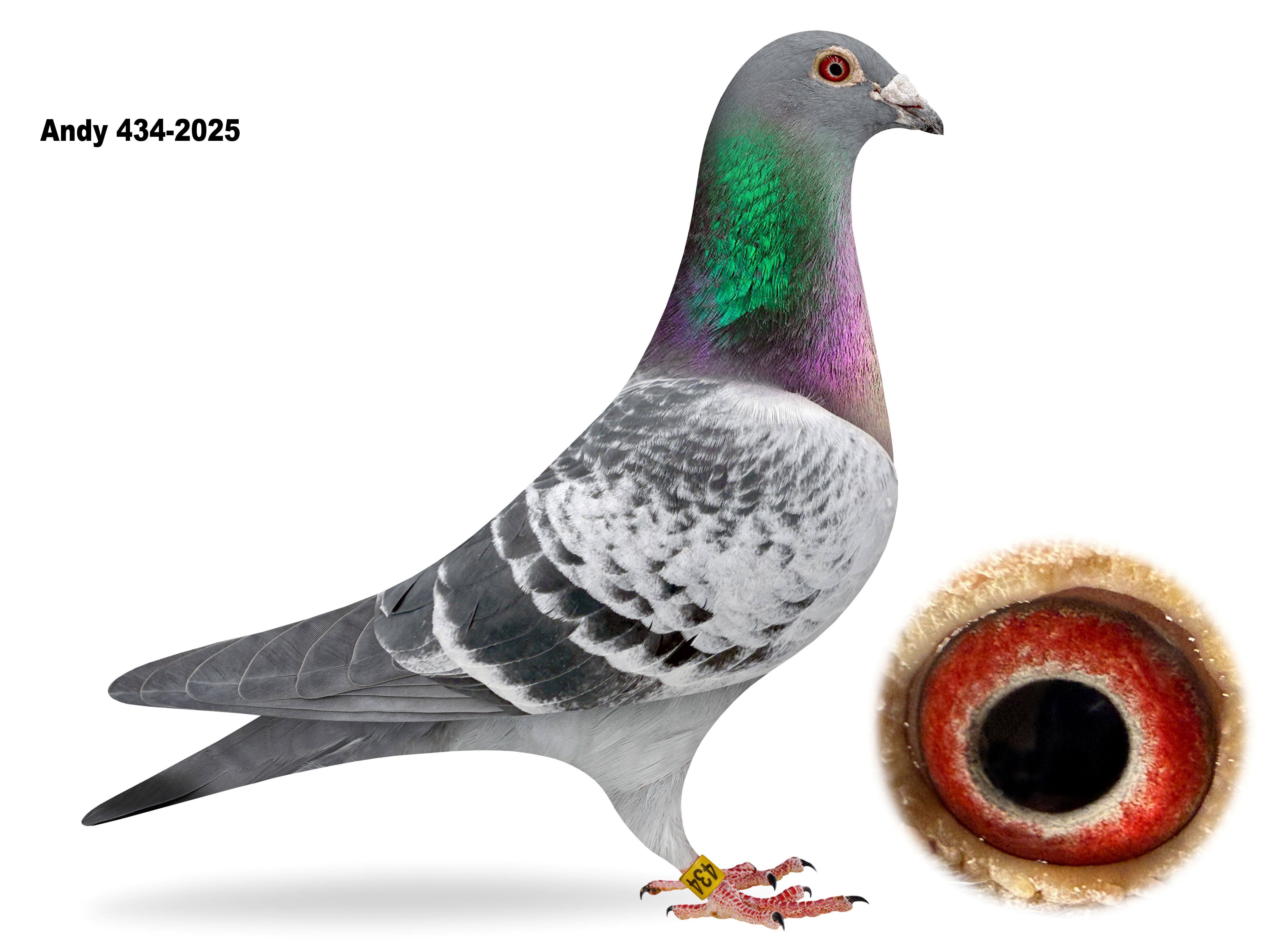 ANDY 434-2024