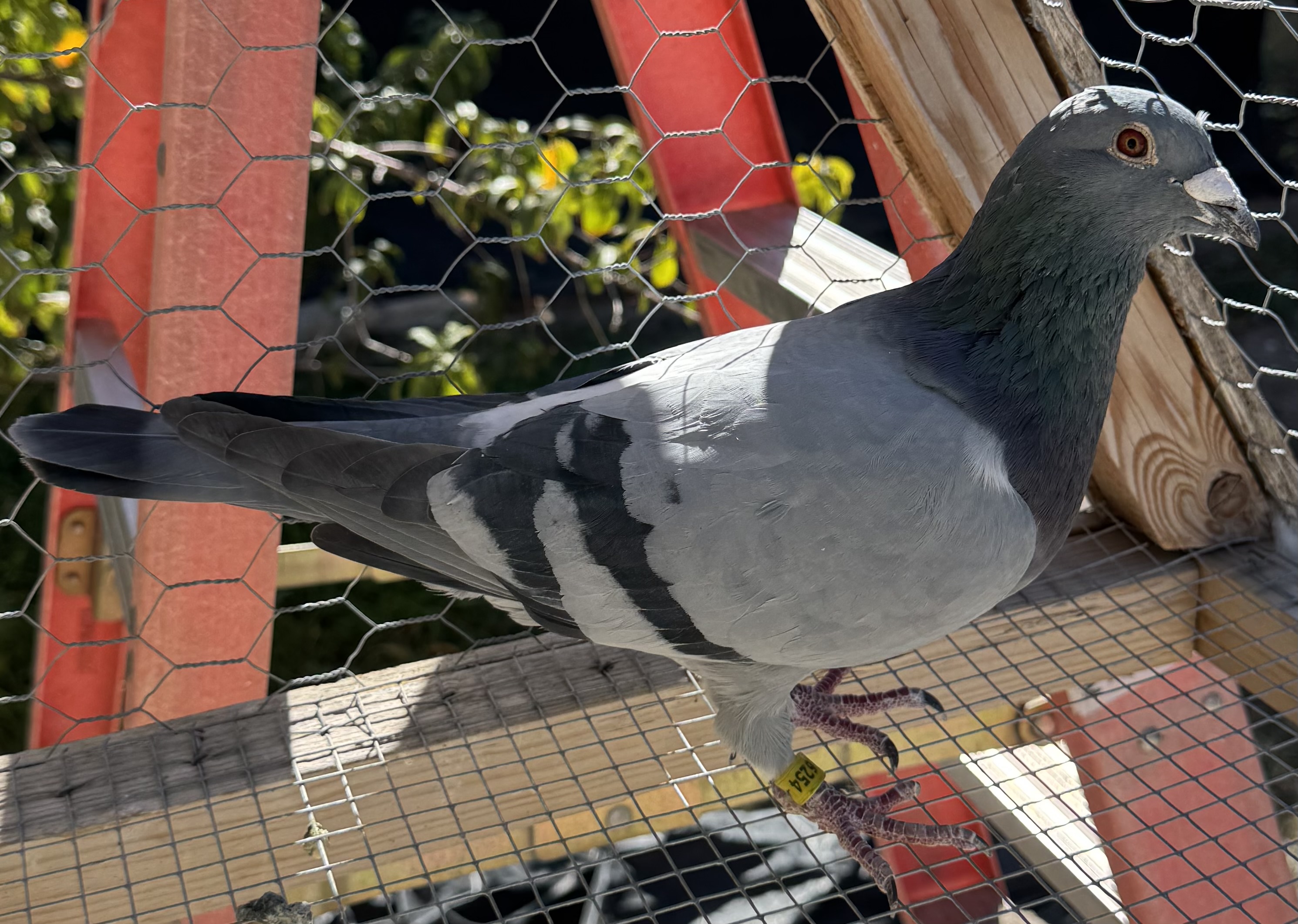 NL24-8016254 Cock