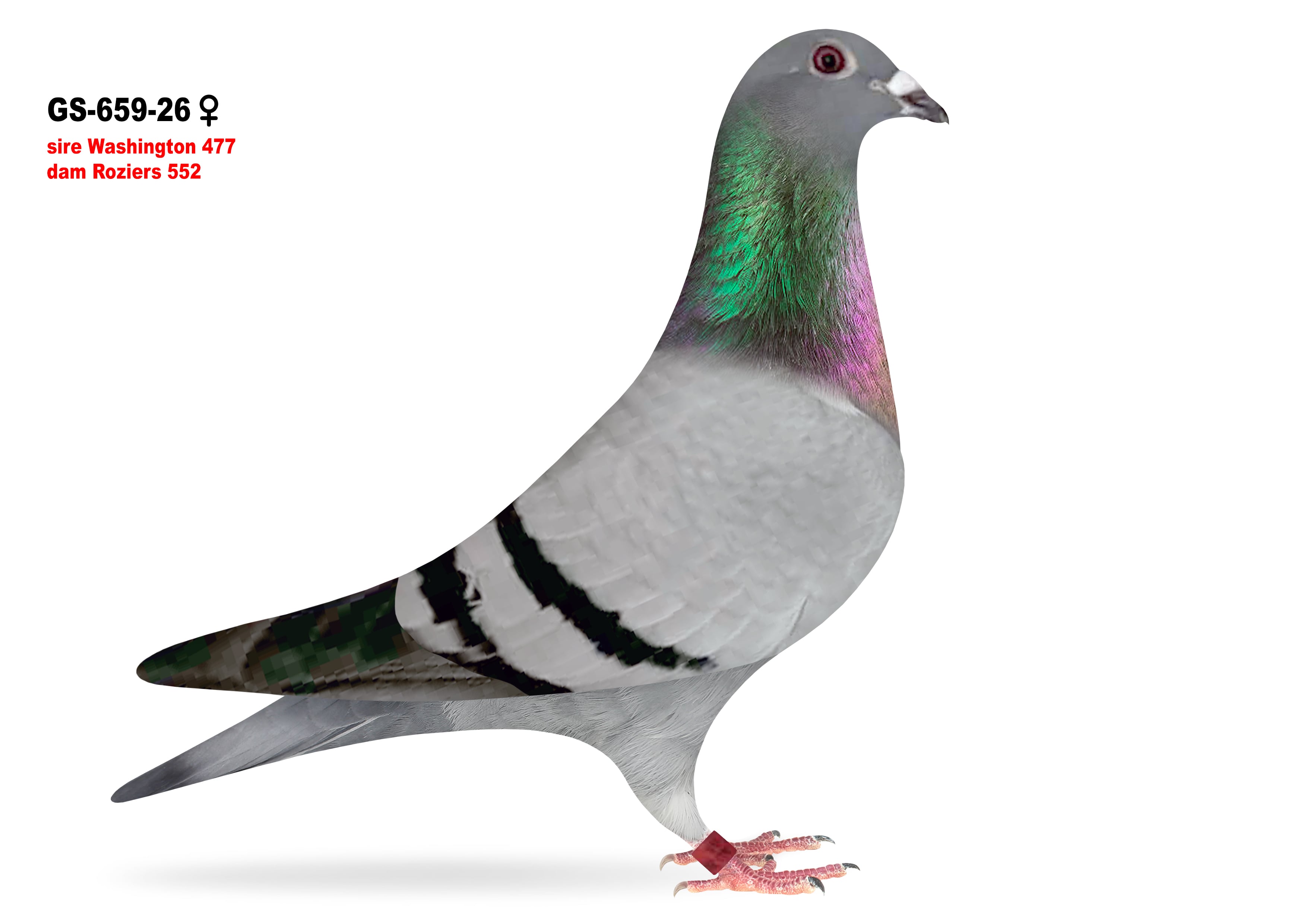GS-659/26 Roziers hen