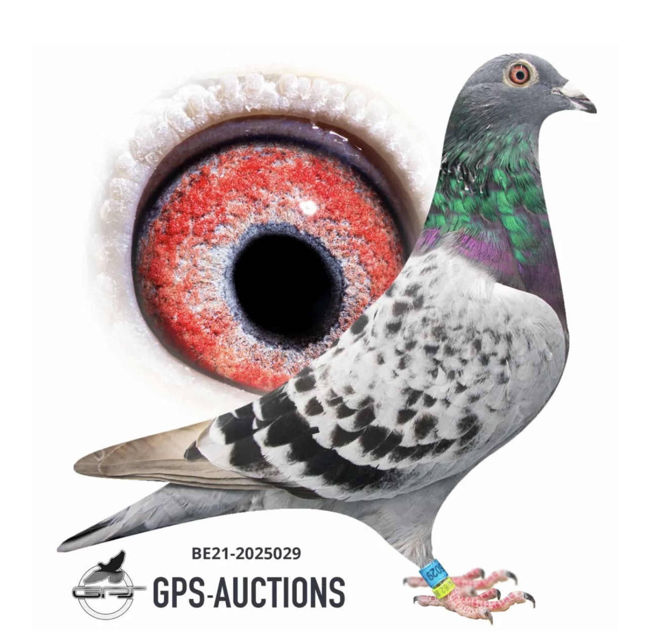 BELG 2025029-2021 BCH