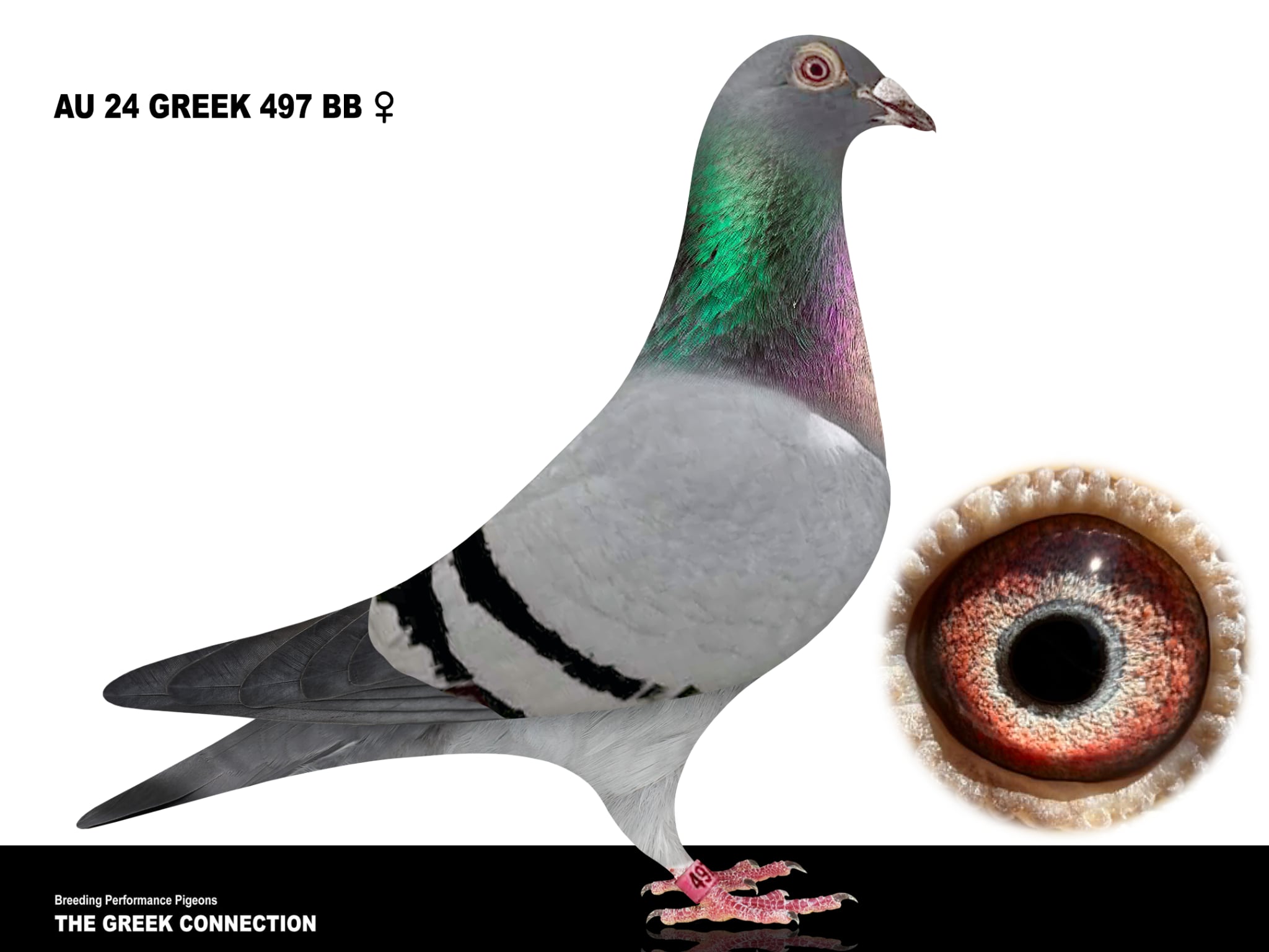 AU 24 GREEK 497 BB HEN 6TH ACE YBs