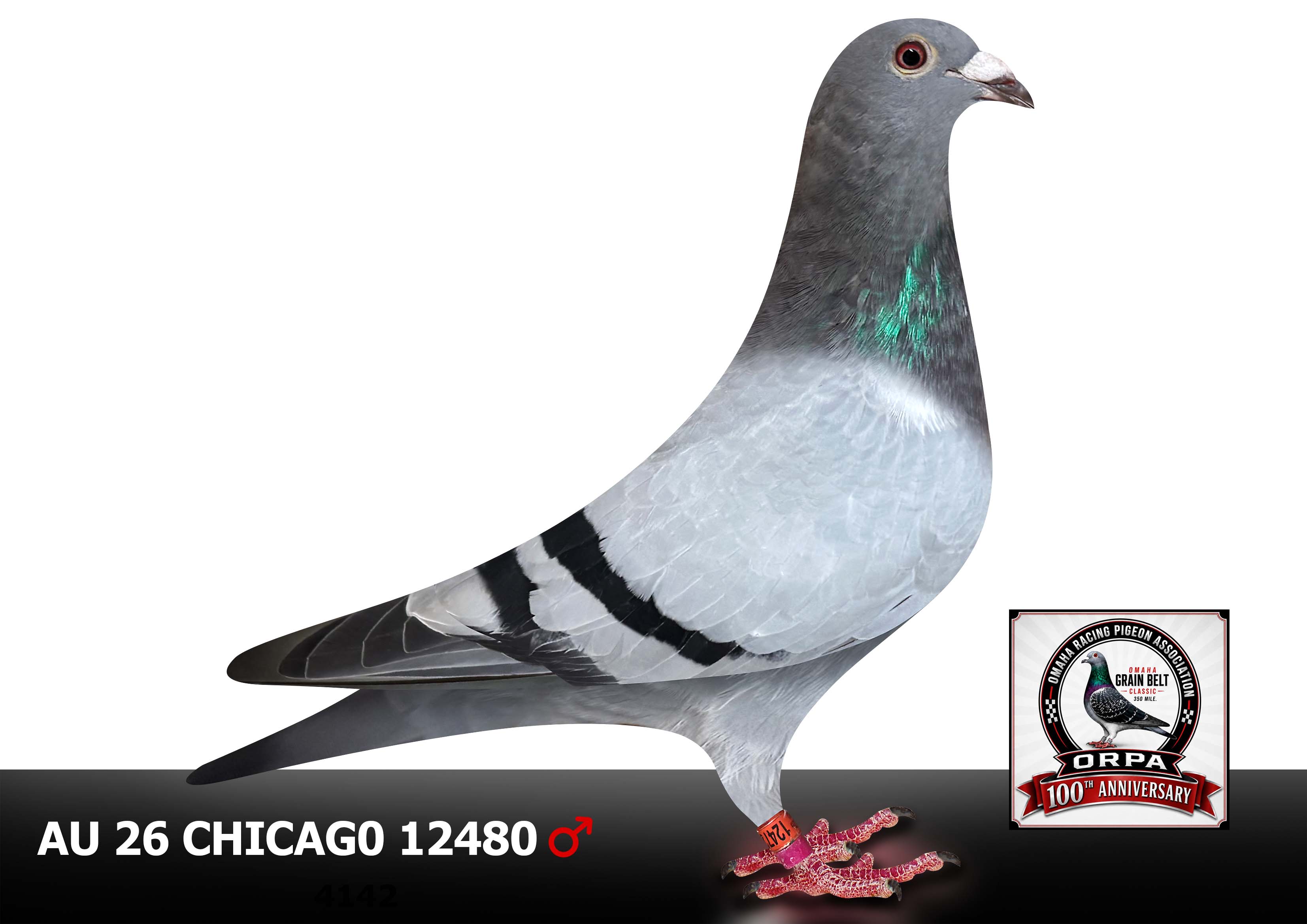 AU 26 Chicago 12480 Cock