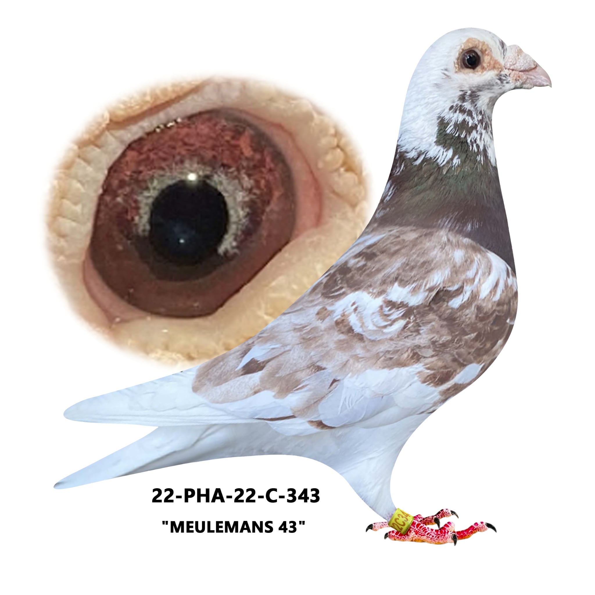 22-PHA-343 Red Mottle Cock.