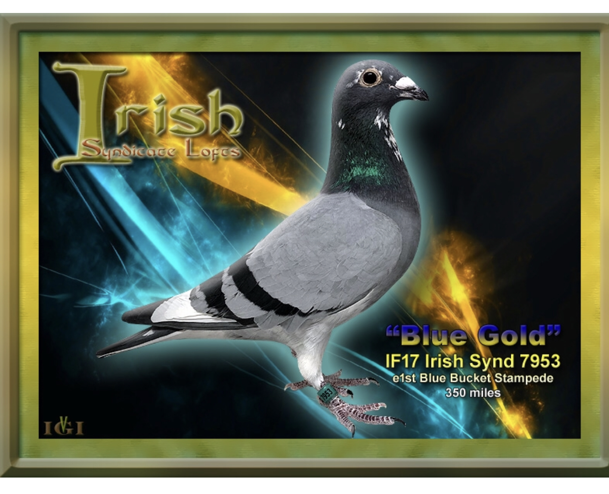 iPigeon.com - Racing Pigeon Auction