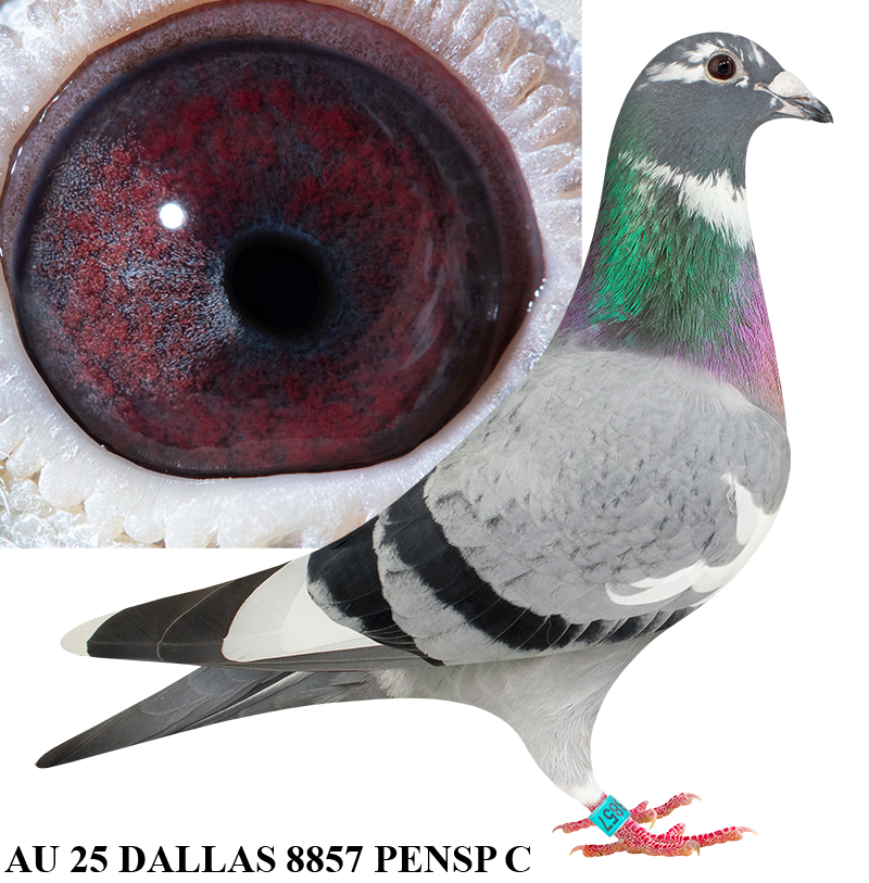 AU 2025 DALLAS 8857 PENPD C