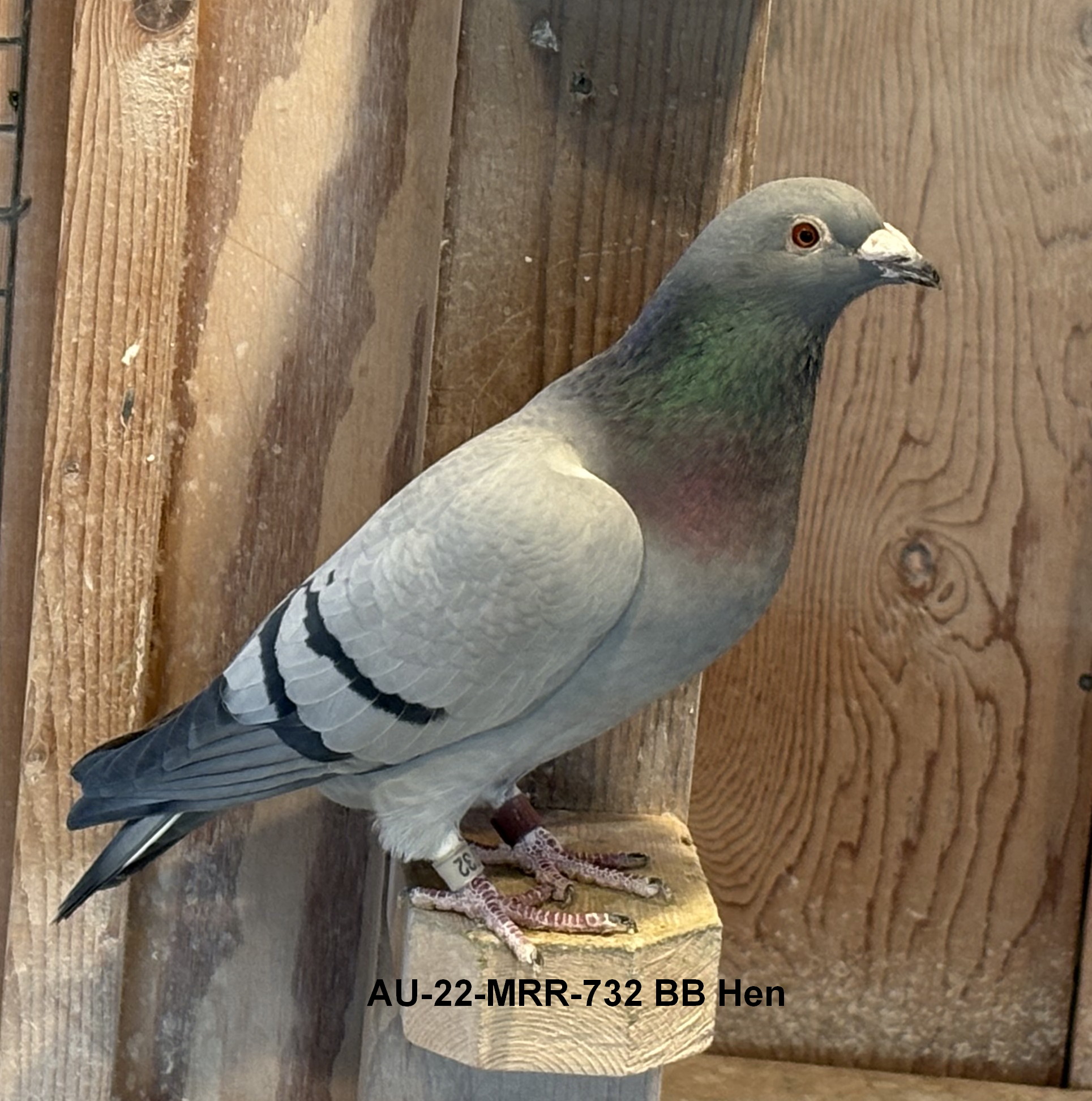 AU-22-MRR-732 BB Hen