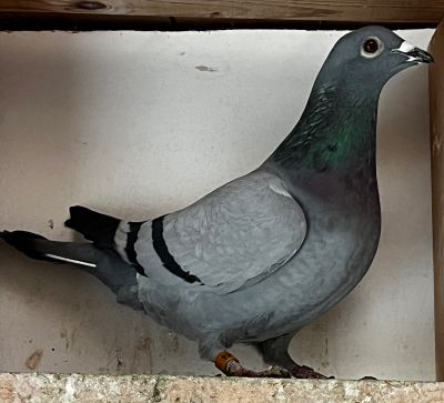 IF-24-TFLMD-934 BB HEN LATE HATCH