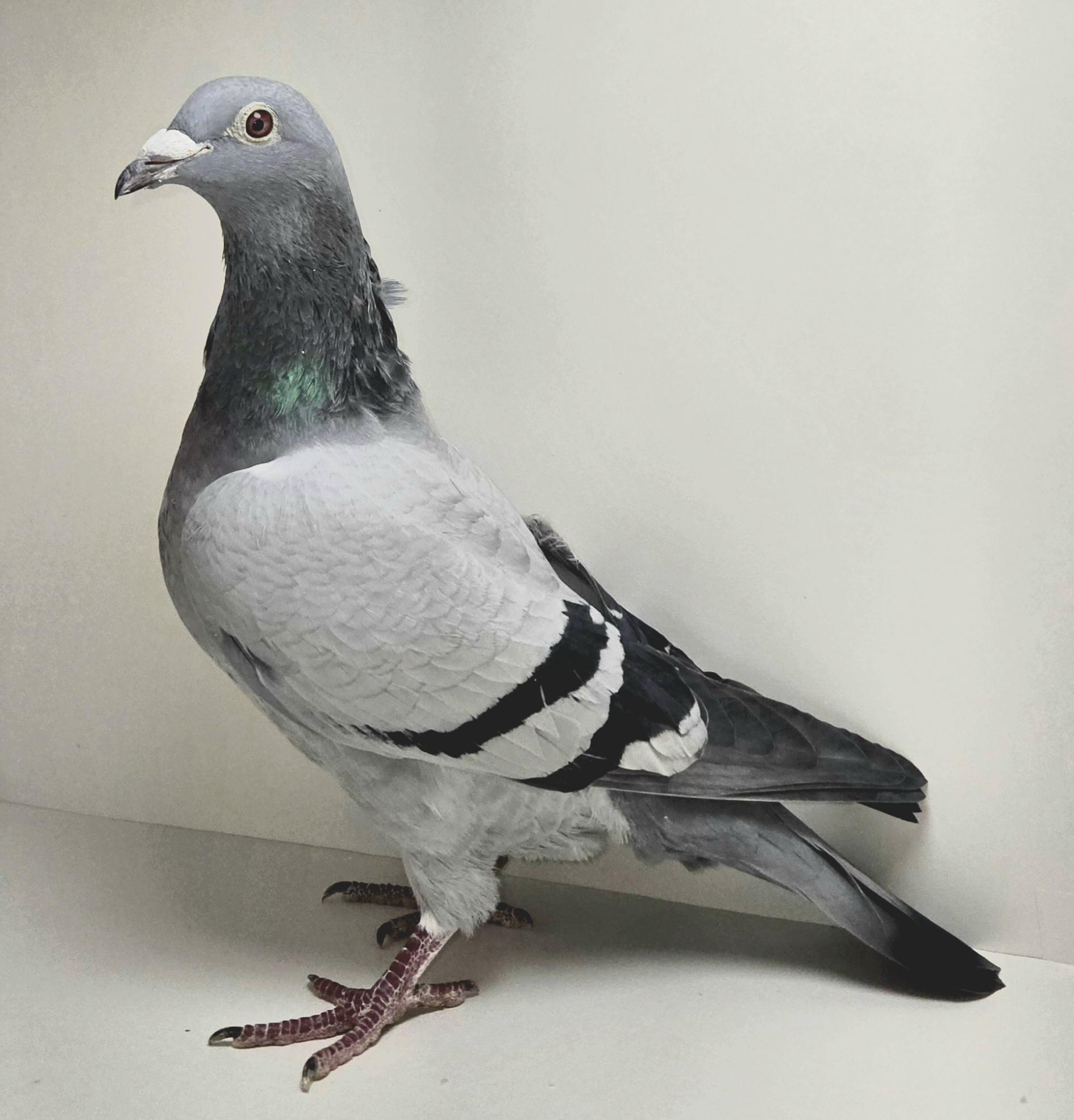 ARPU-12002-24 BB Hen