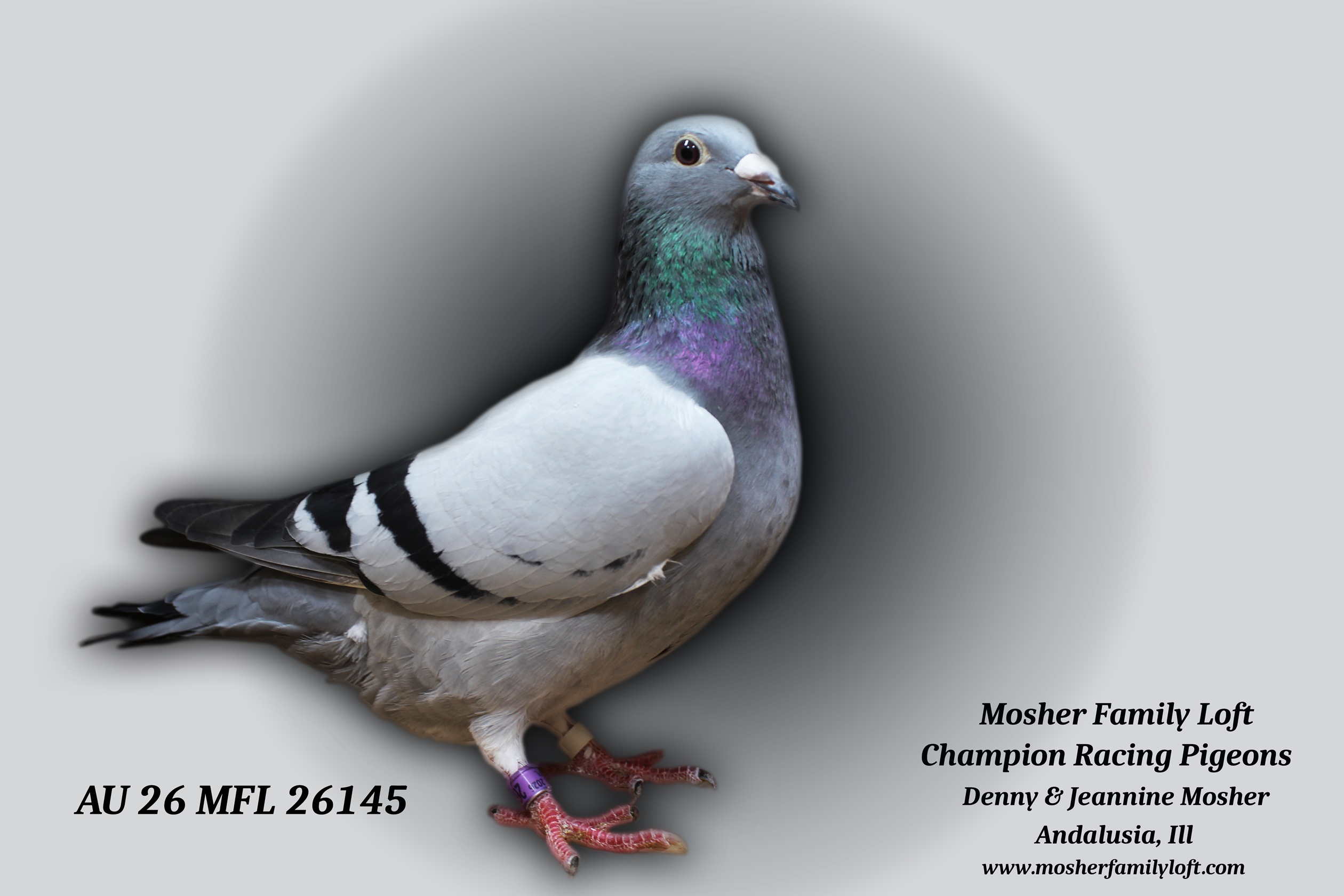 AU 26 MFL 26145 Hen