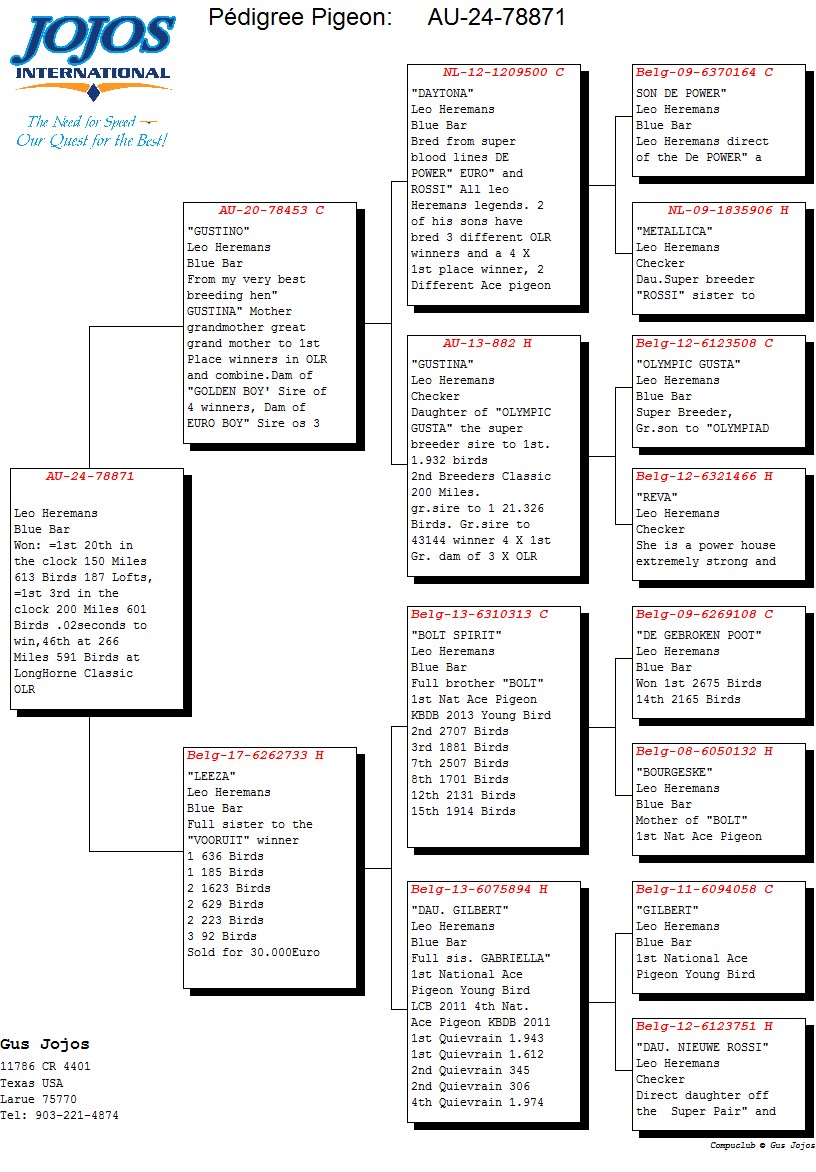ipigeon-racing-pigeon-auction