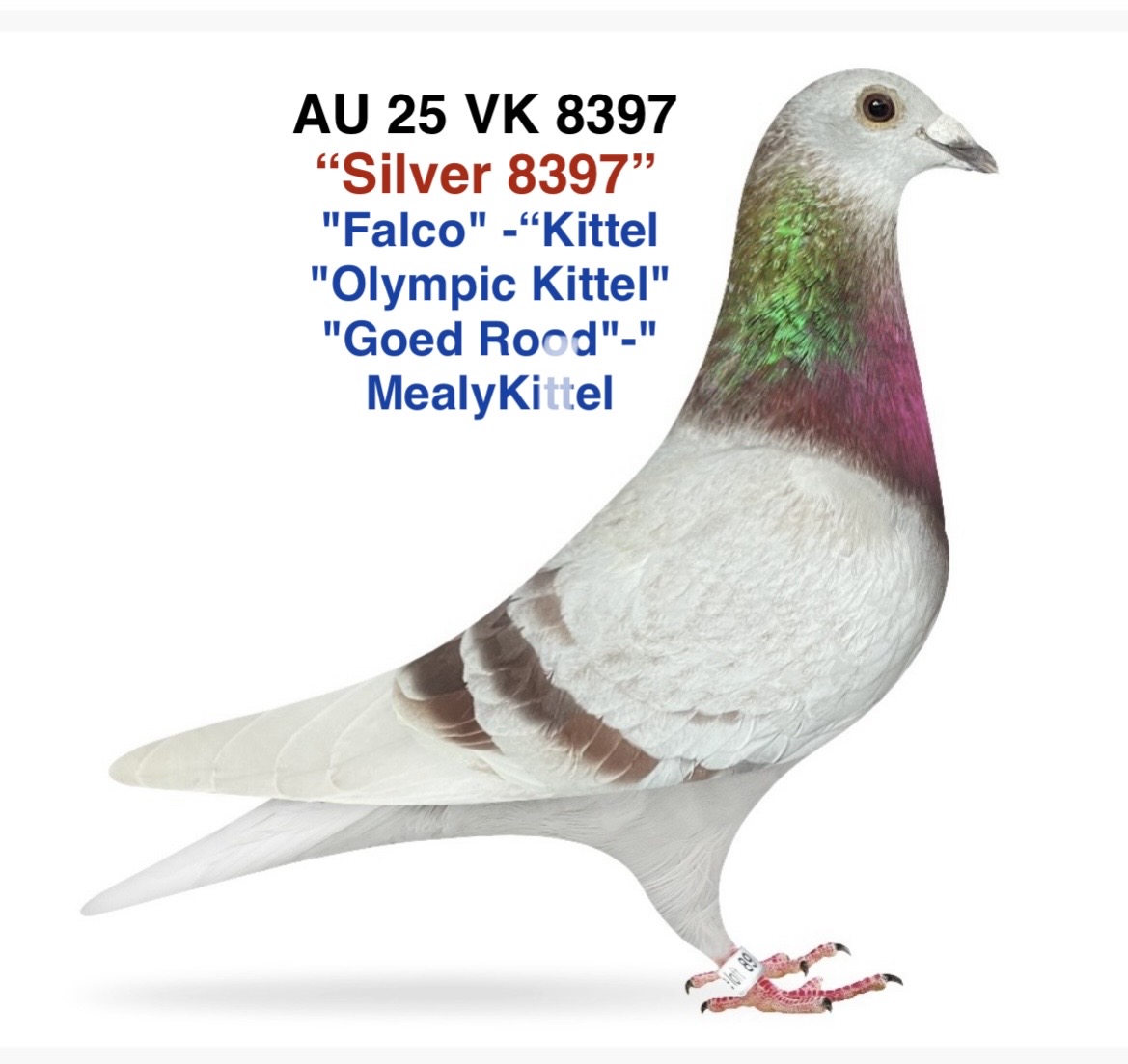 "Falco" Best from Kittel -
"Olympic Kittel"
"Goed Rood"-"MealyKittel"