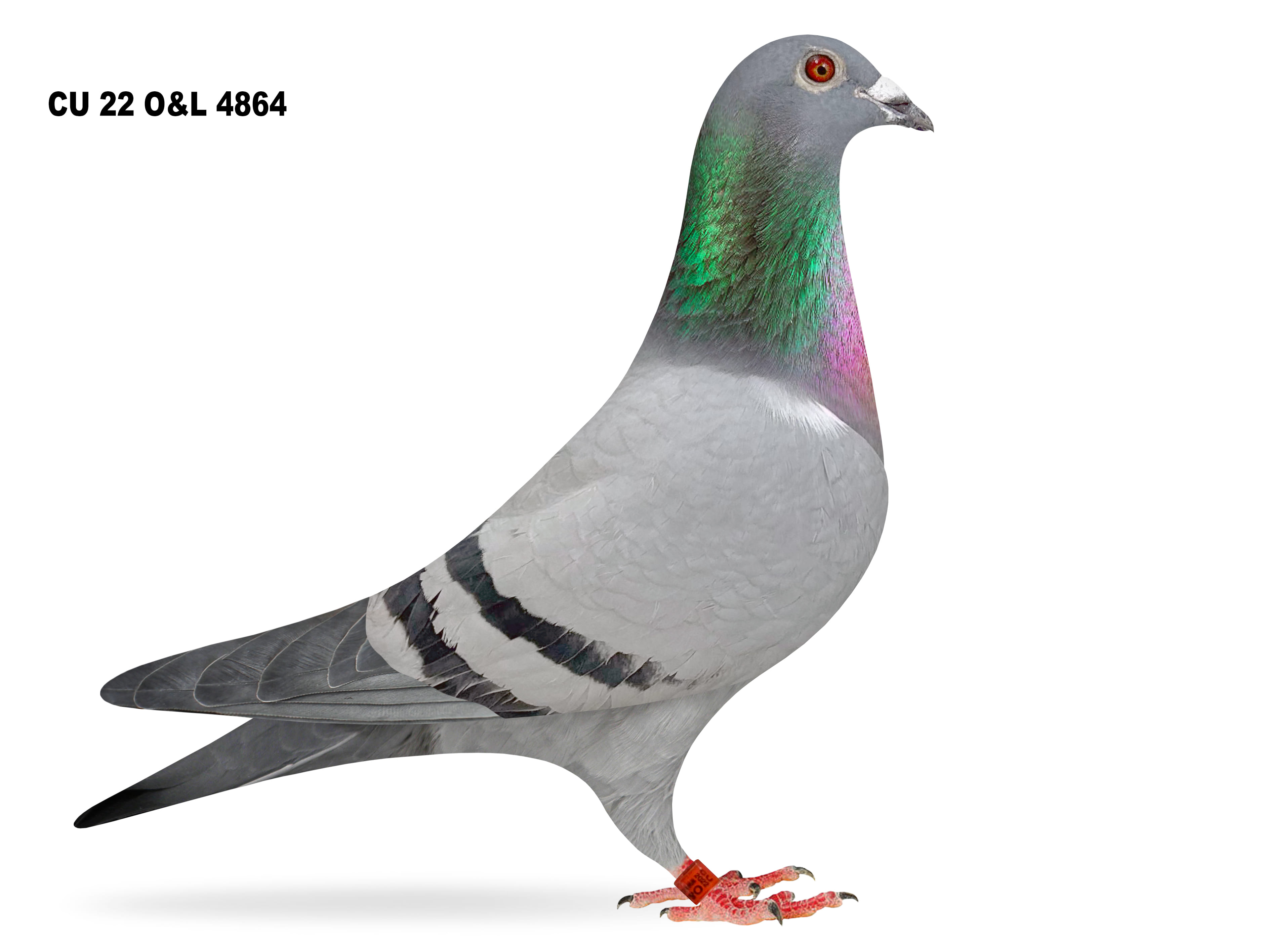 Lot 5 – CU 22 O&L 4864 BB Hen