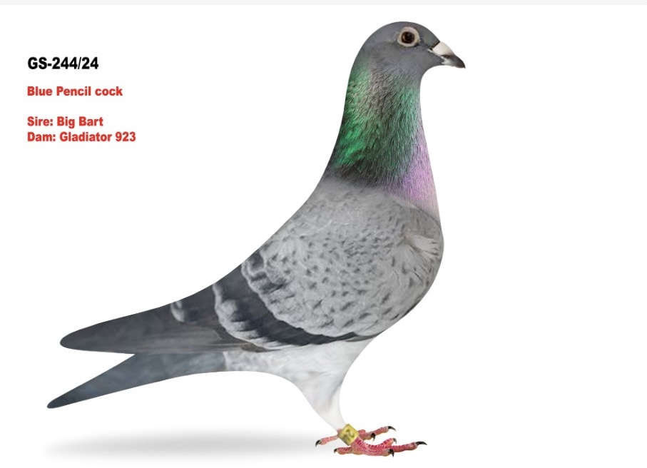 GS-244/24 Super Geerinckx Bloodlines