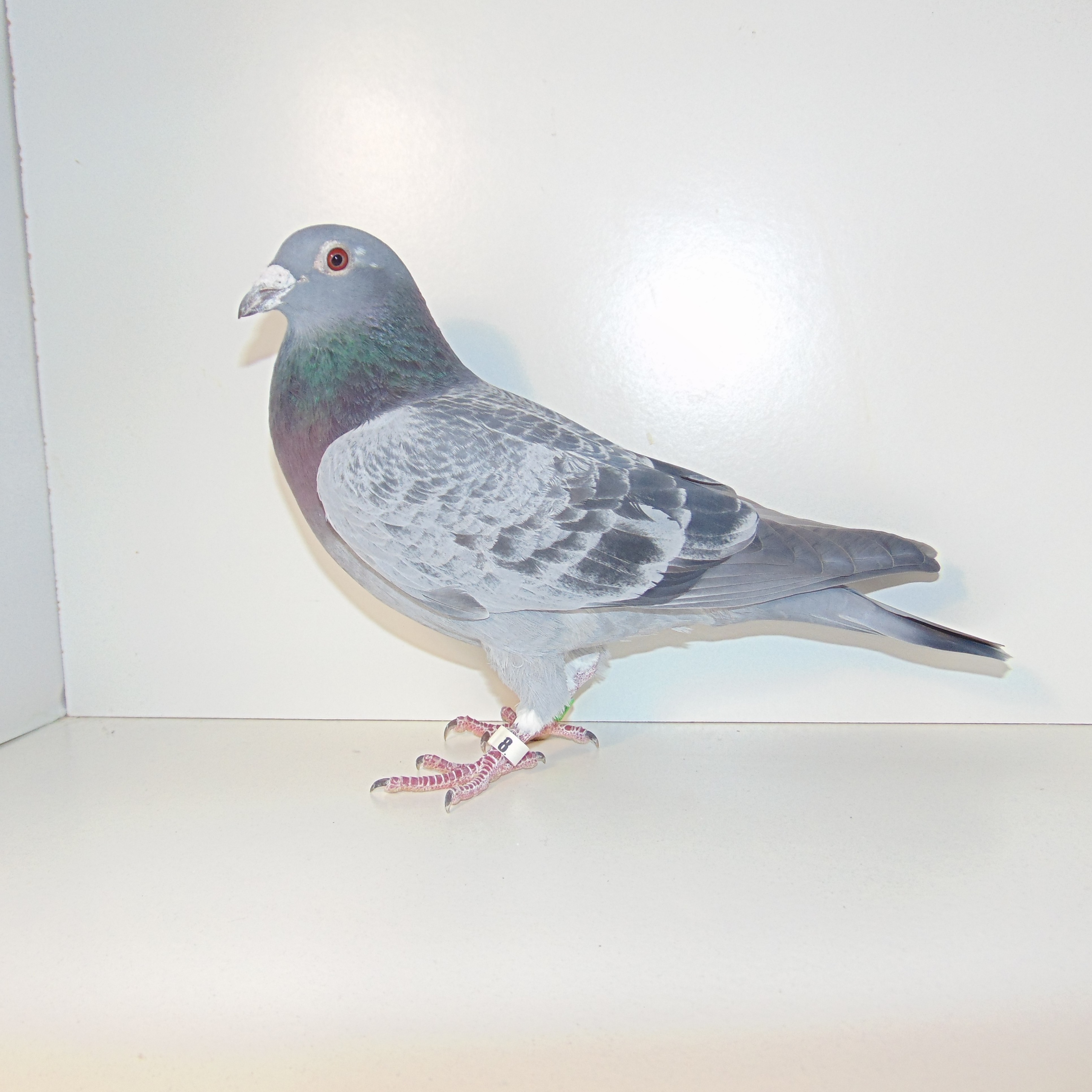 23 AU 71635 jo jo Leo Herman