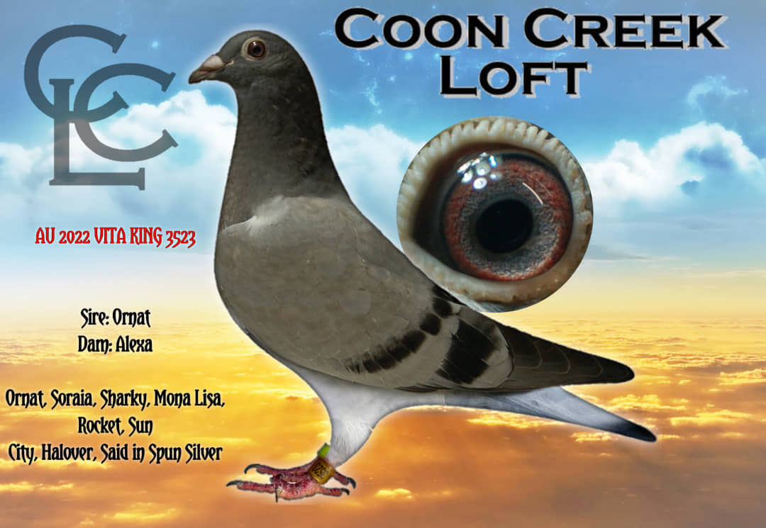iPigeon.com - Racing Pigeon Auction