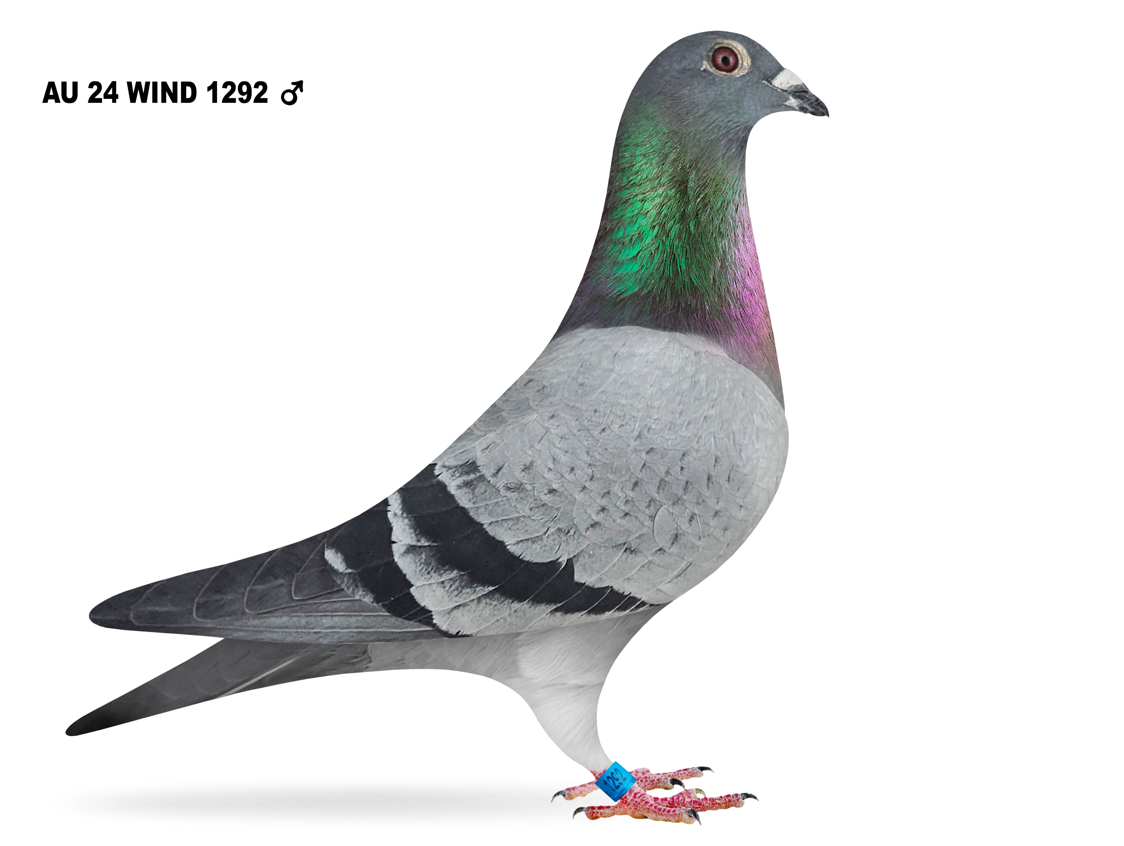 AU 24 WIND 1292