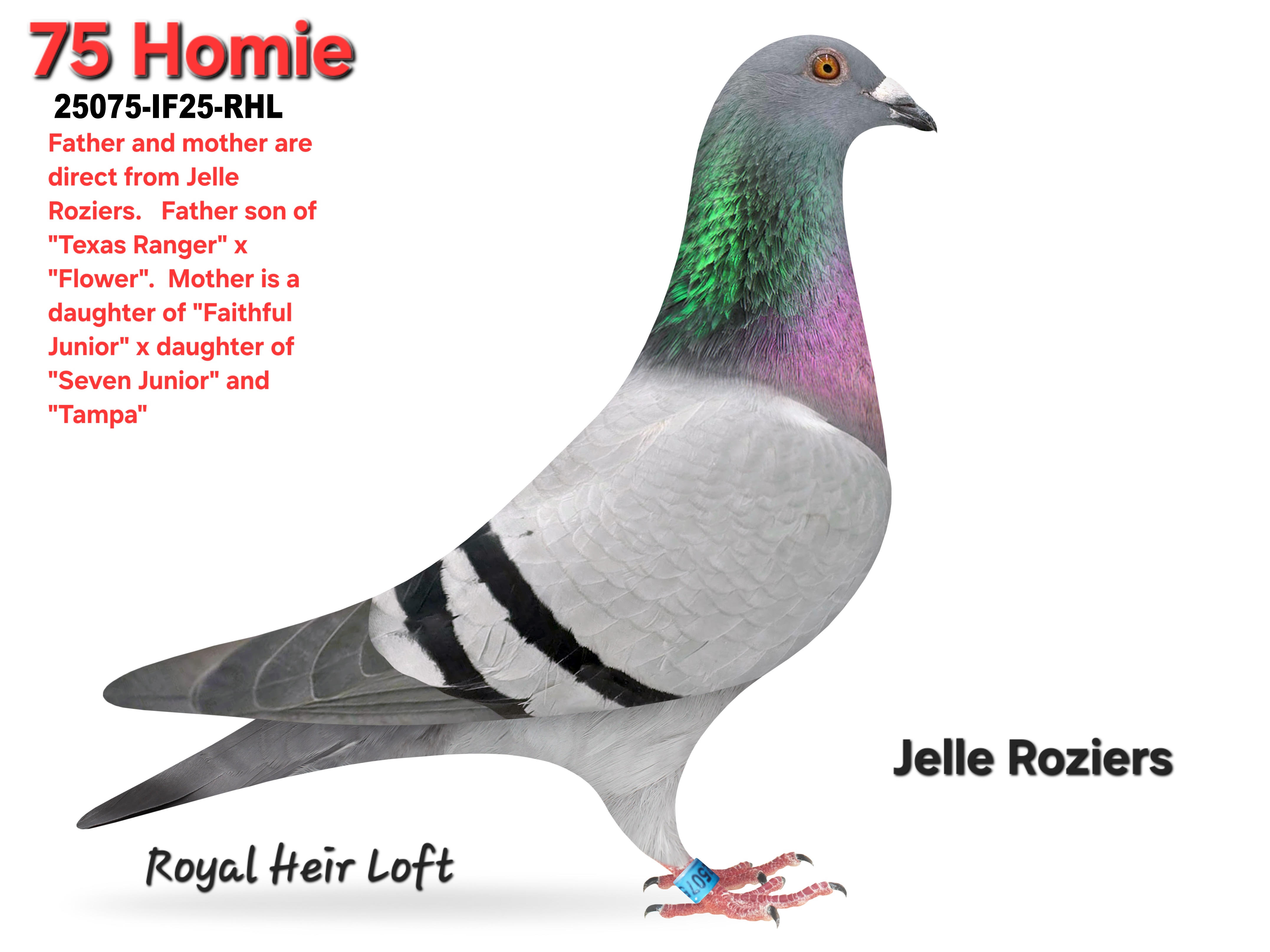 25075-IF26-RHL Blue Hen