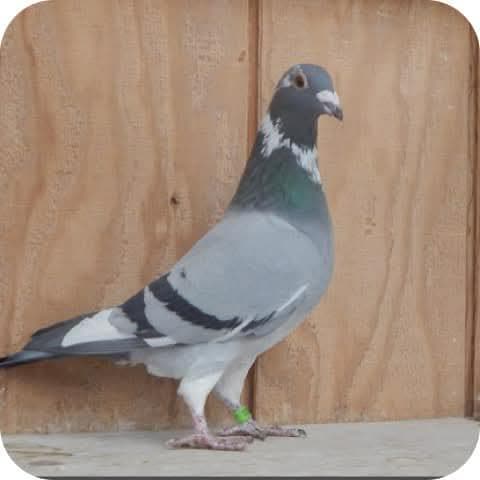 Little Greek Loft Donation