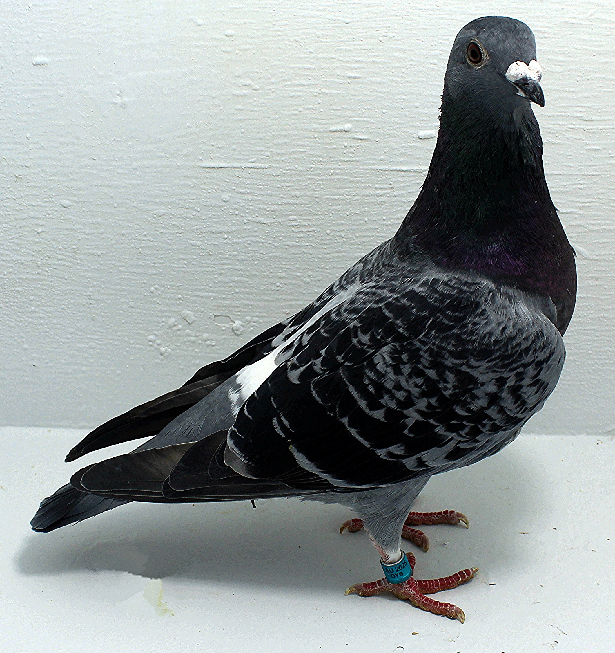 AU 20189 AA 2025 Pure Hansenne