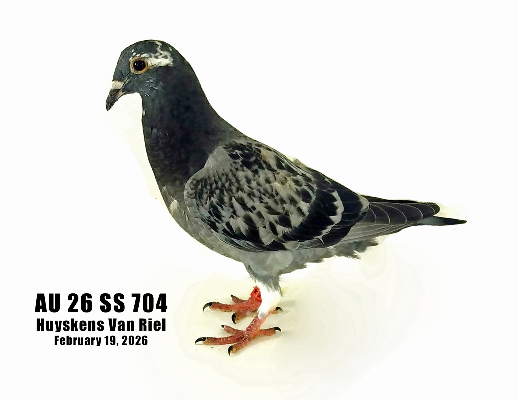 AU 26 SS 704 100% Huyskens Van Riel young bird