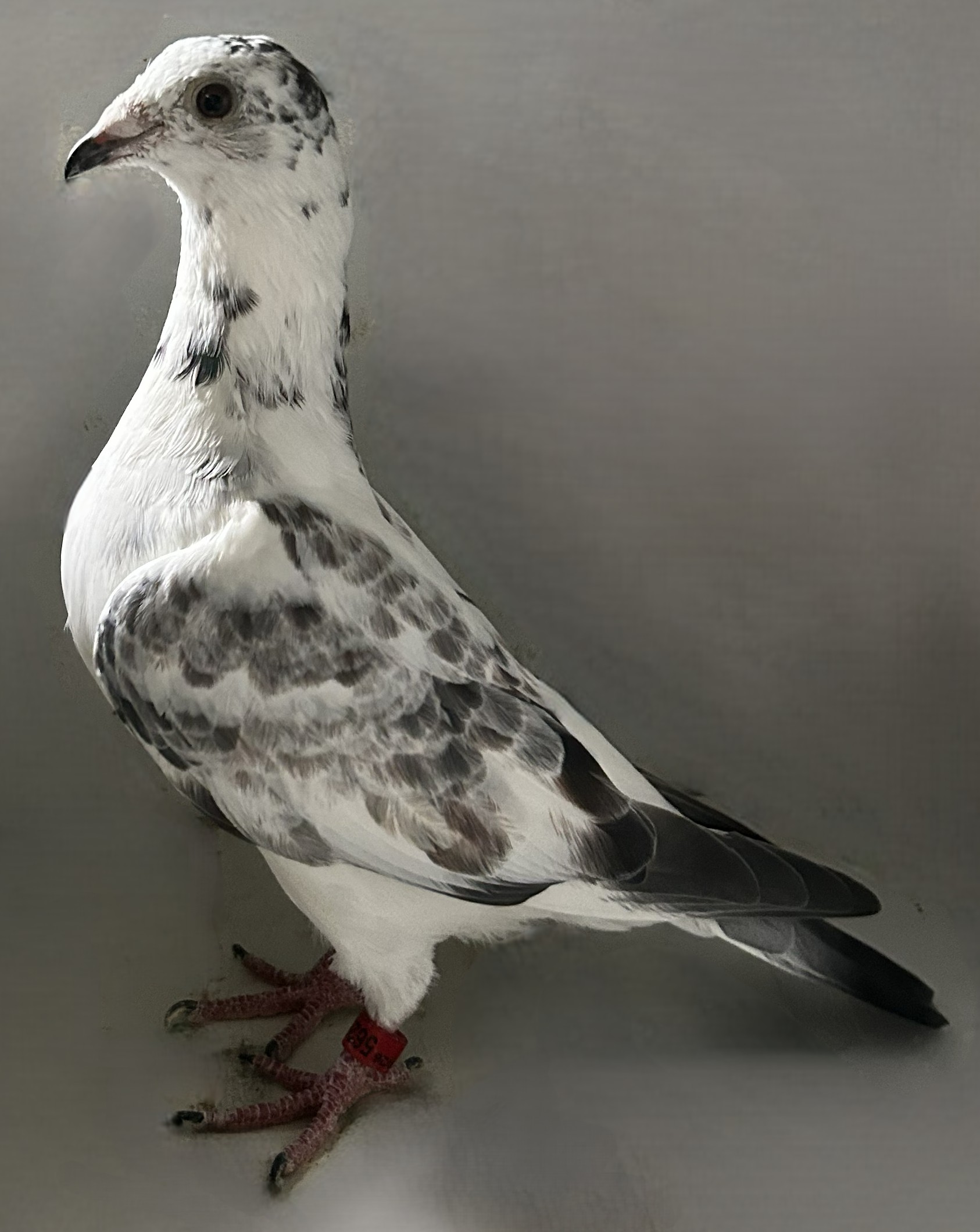 2026 Neil 56294 Grizzle Hen