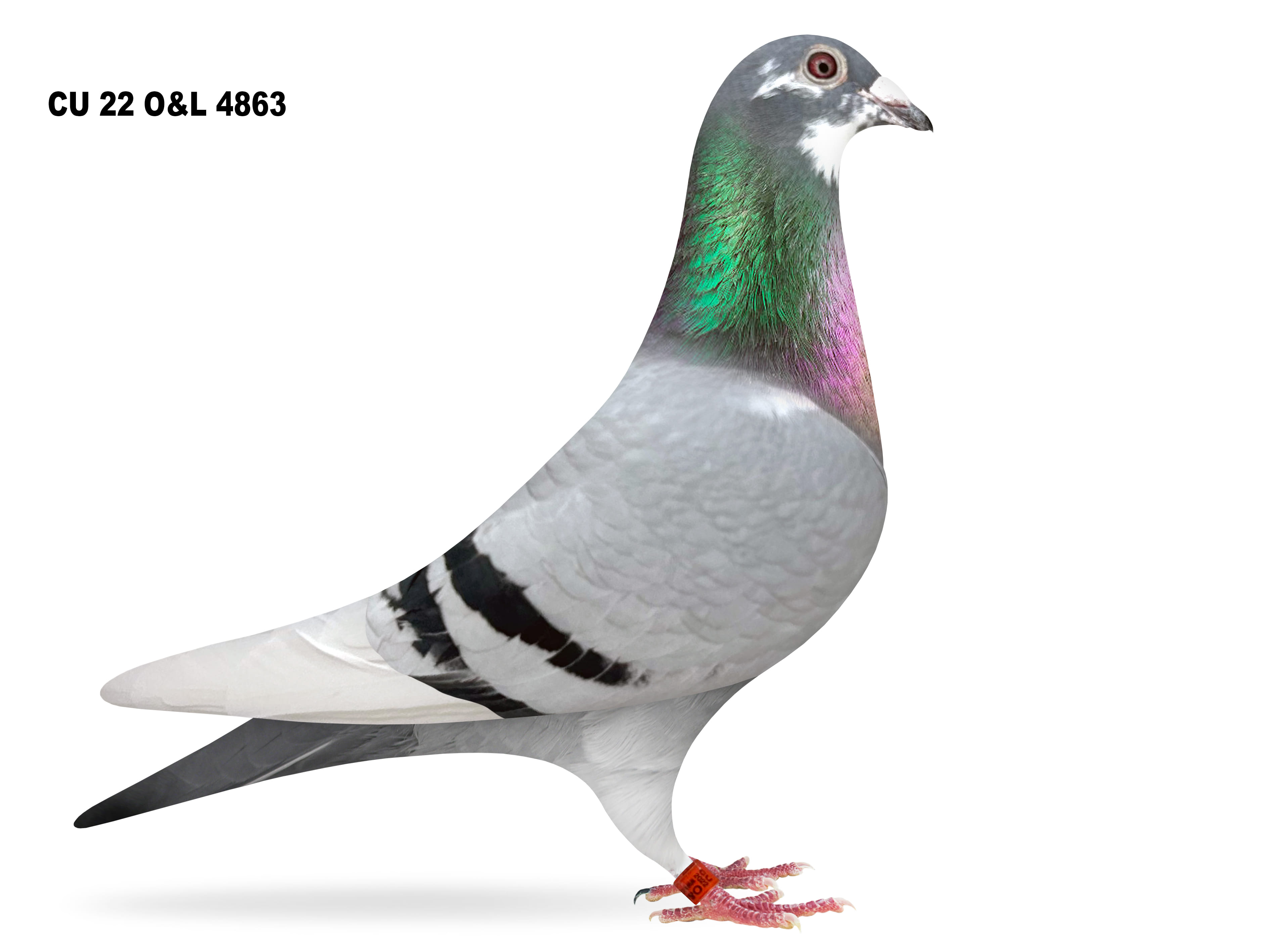 Lot 2 - CU 22 O&L 4863 BBSP Hen