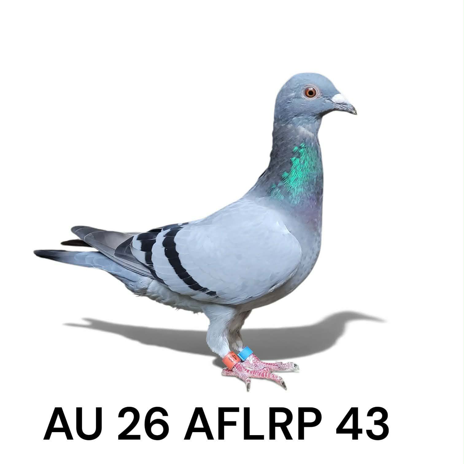 AU 26 AFLRP 43 Hen BB