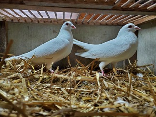 White Homing Pugeons 