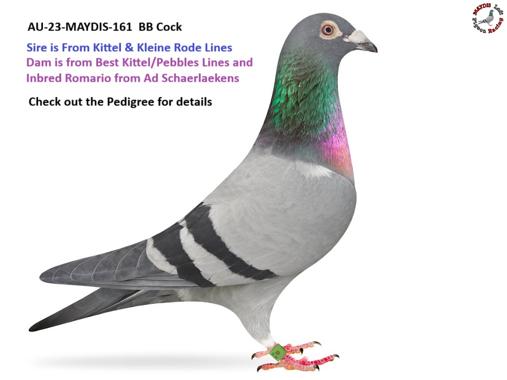 Kittel / Kleine Rode x Best Kittel / Pebbles / Romario