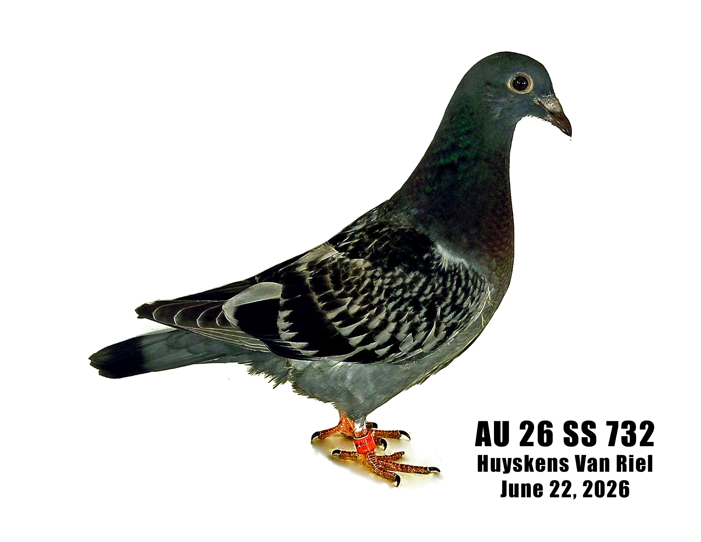 AU 26 SS 732 100% Huyskens Van Riel pedigreed young bird