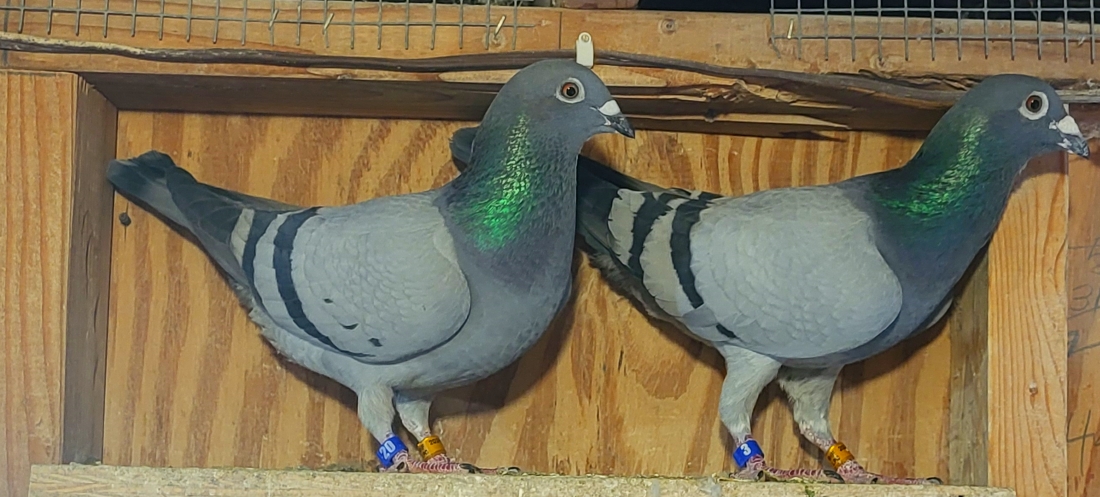 Torres - Best middle-distance in Belgium 